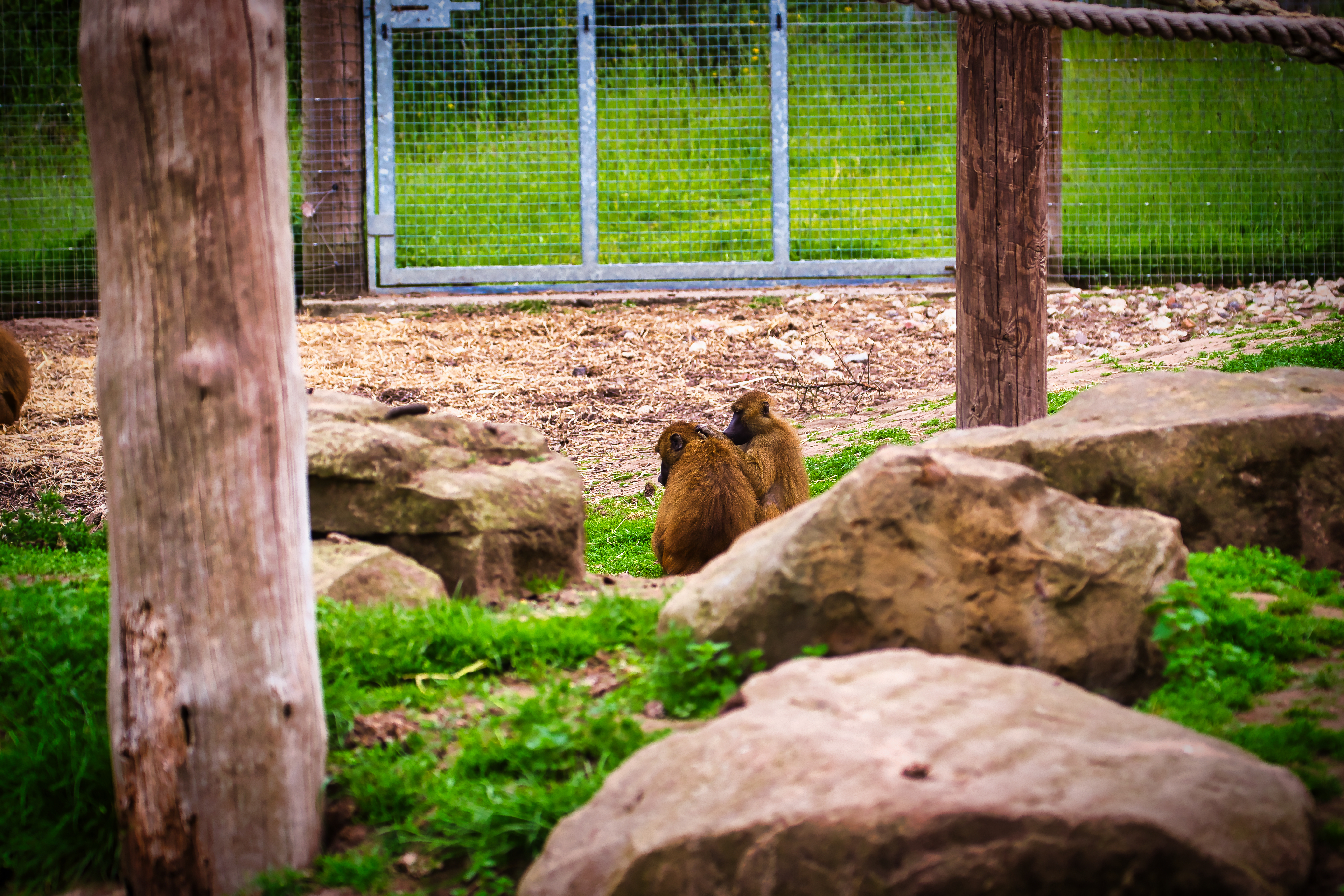 Woman Visits Punch the Lonely Monkey, What She Captures Breaks Hearts