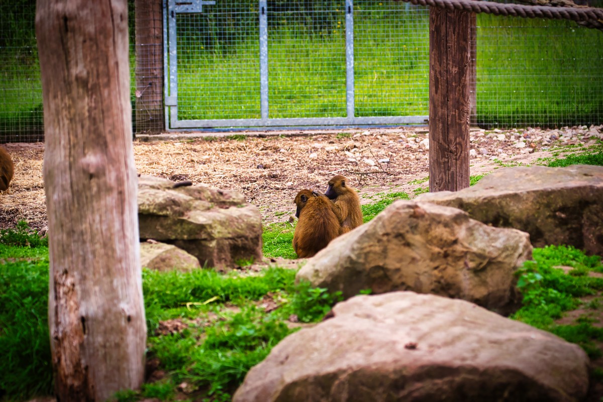Woman Visits Punch the Lonely Monkey, What She Captures Breaks Hearts