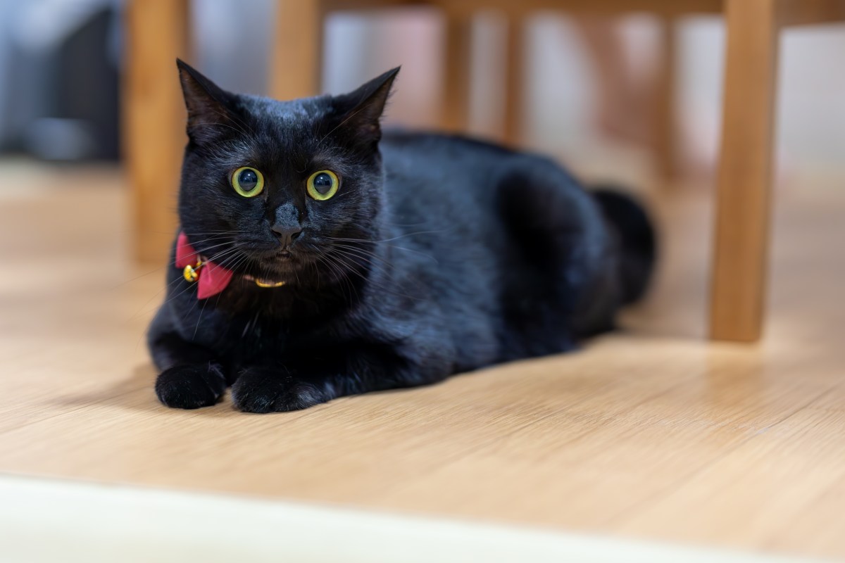 Black Cat Owner’s Mistaken Identity Mix‑Up Leaves Internet in Hysterics