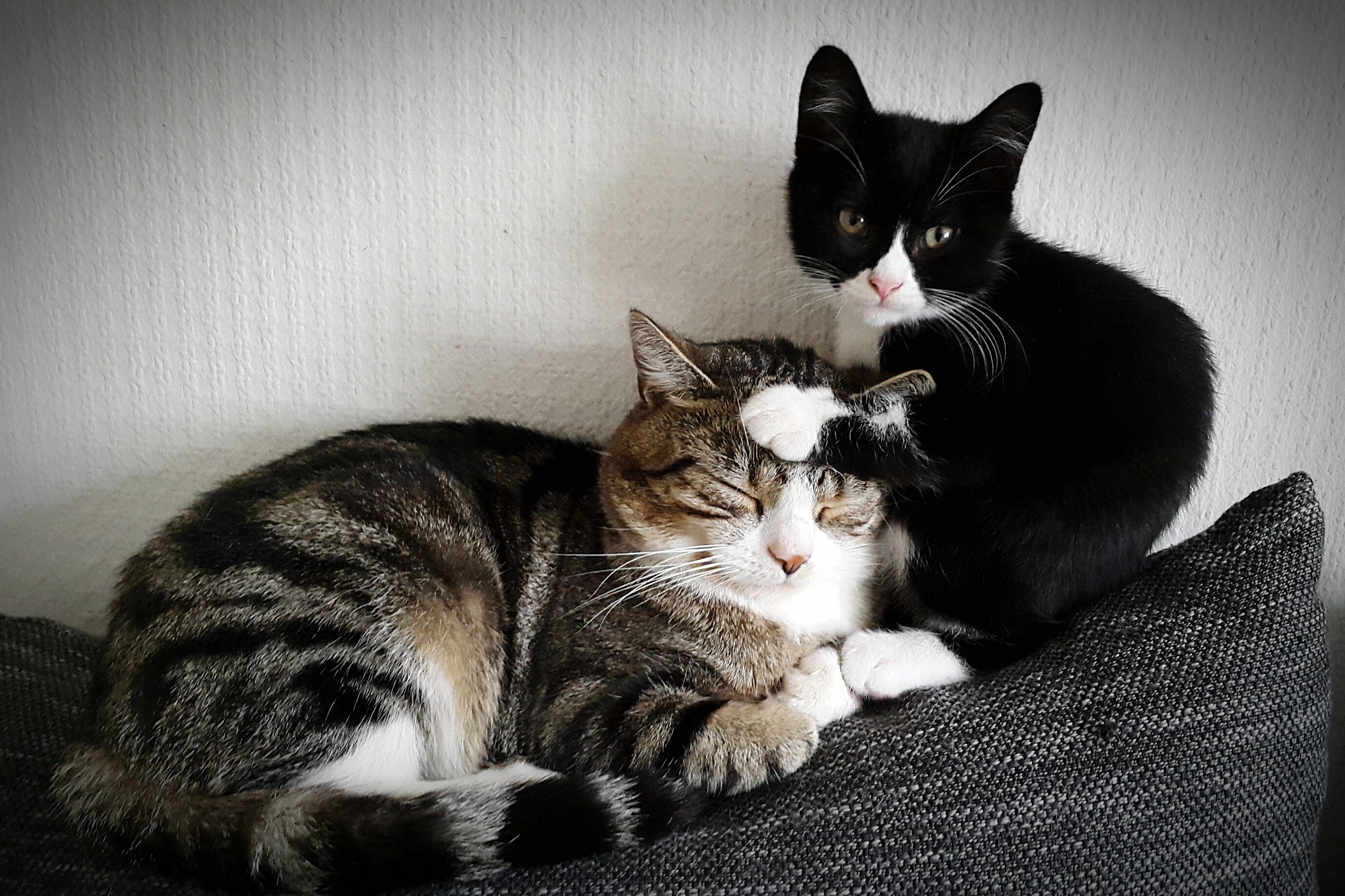 Tears Over What Older Cat Learns To Do From Younger Sibling: ‘I’m Crying’