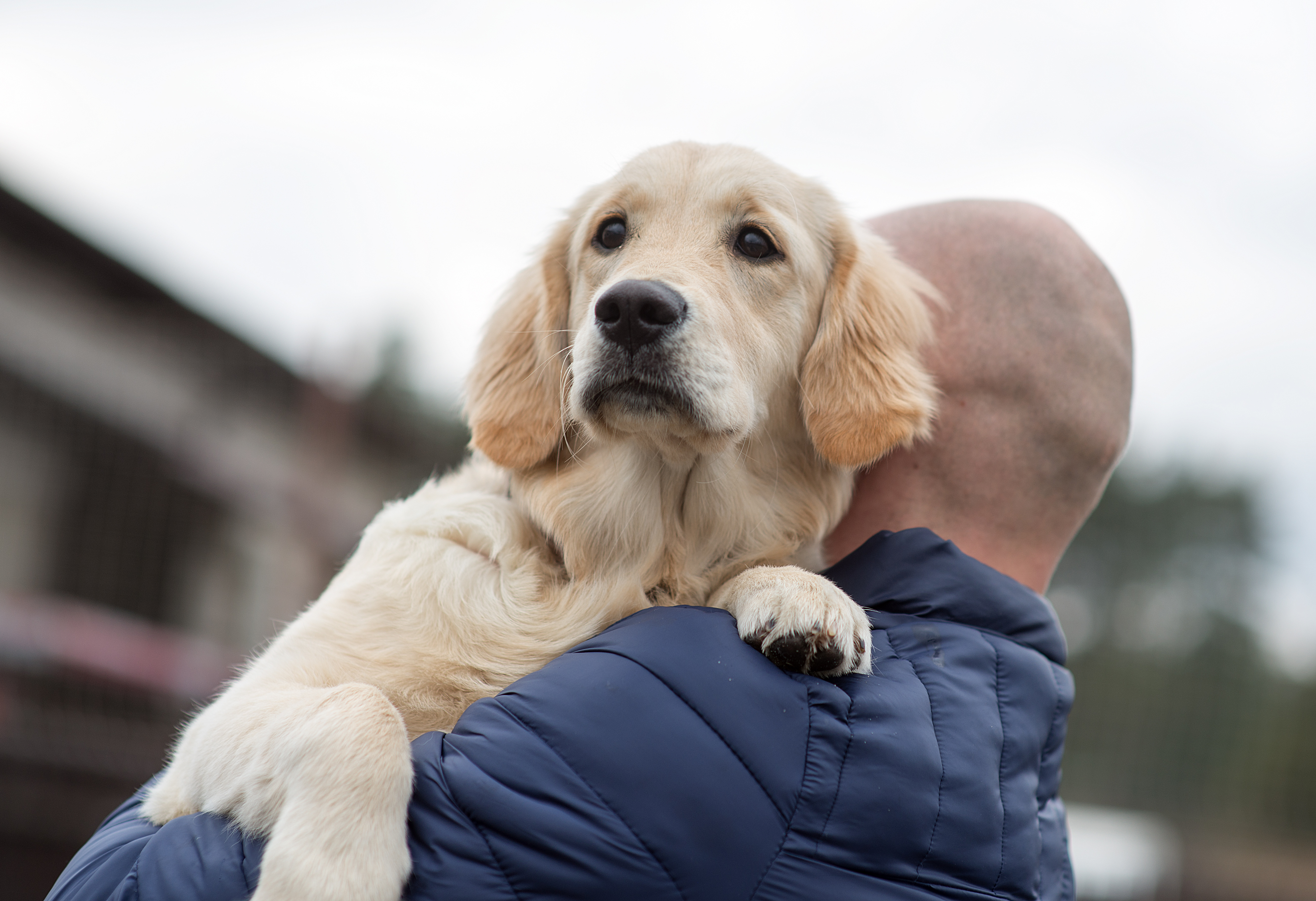 Mechanic Takes Retriever To Work—Reaction to ‘Expensive’ Jobs Melts Hearts