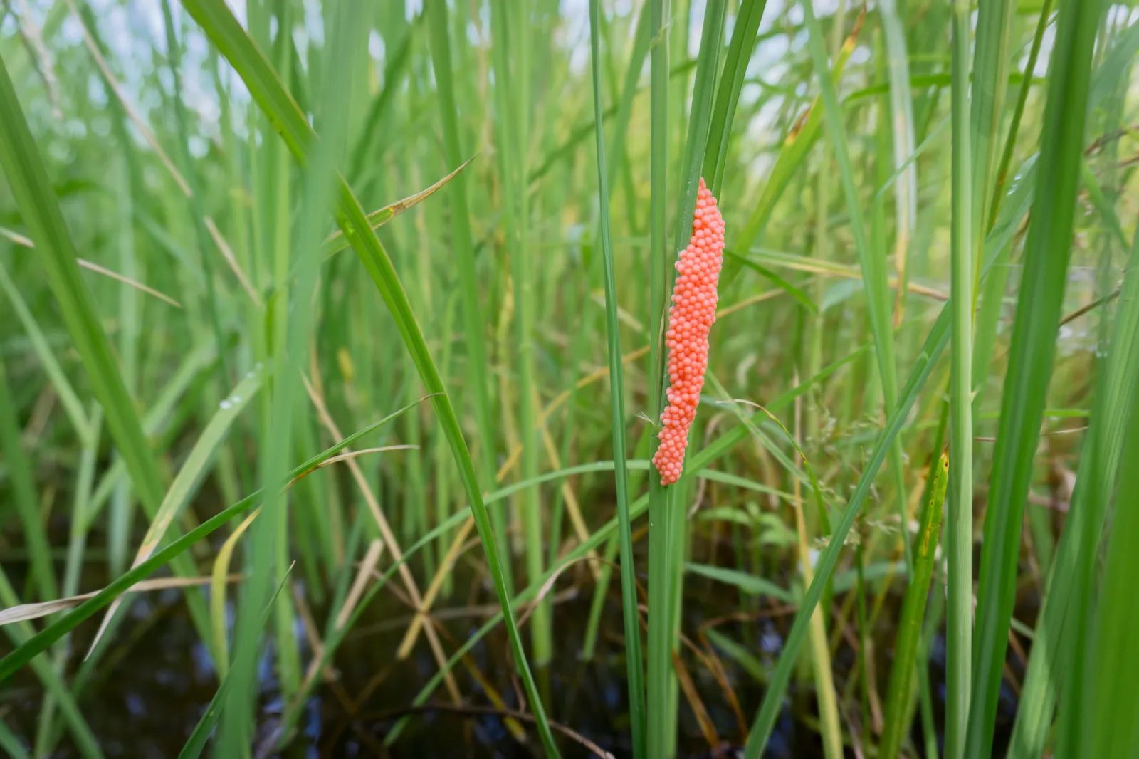Foreboding ‘New Problem’ Hits Major US Food Market