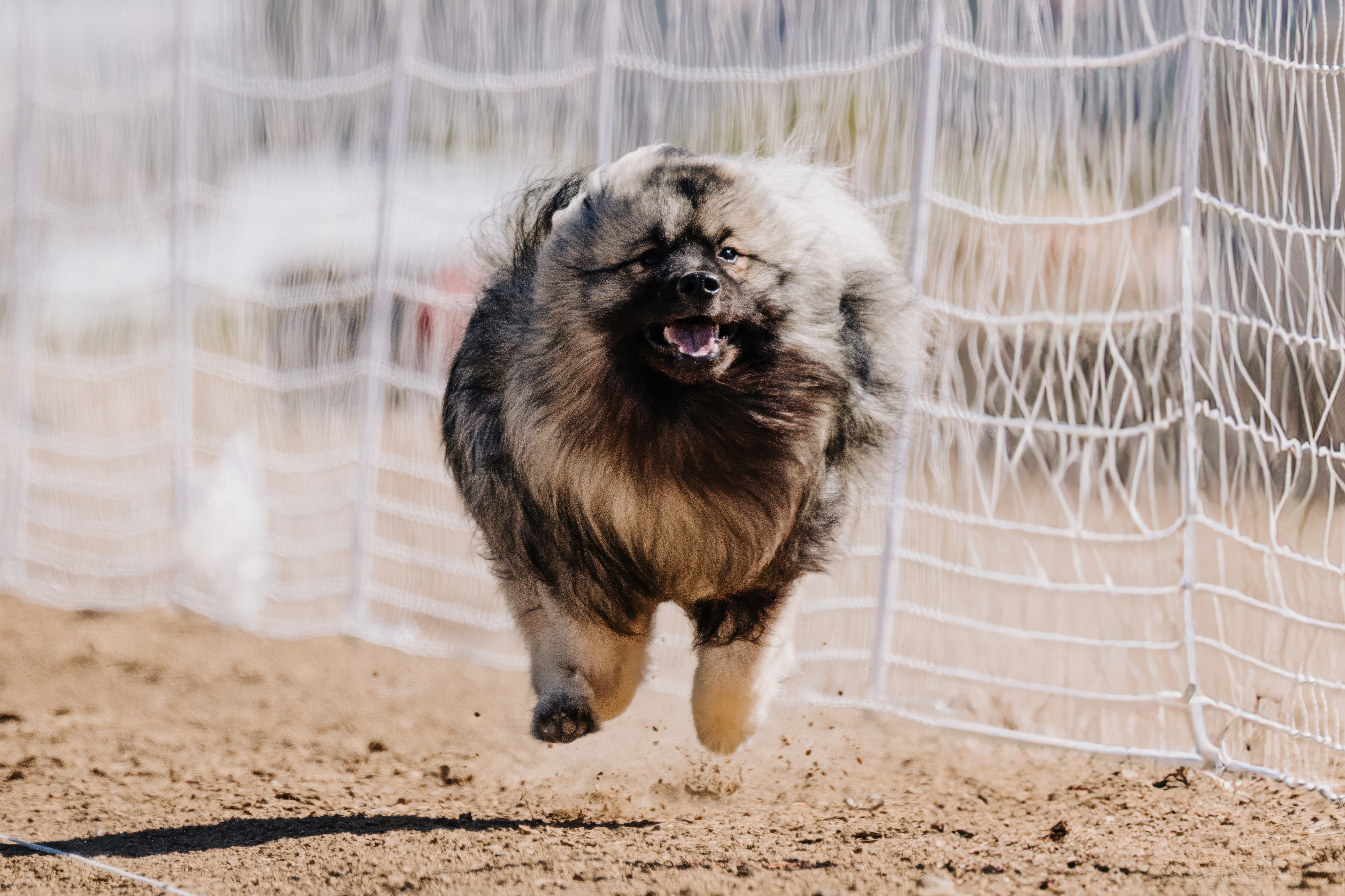 Dog Sees Bear Next to Trash, Owner Not Prepared for Scene That Follows