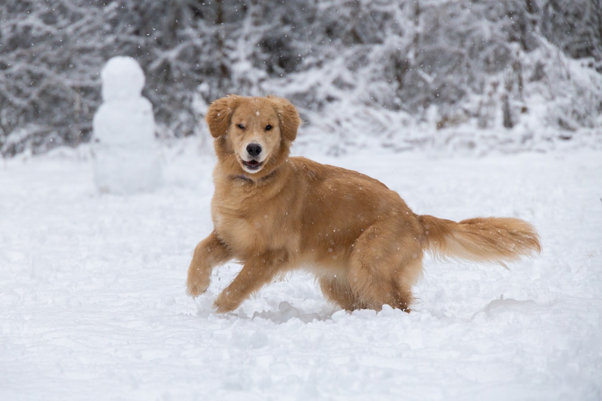 A mulher disse que estava ‘sobre a neve’ e então viu o golden retriever do vizinho.