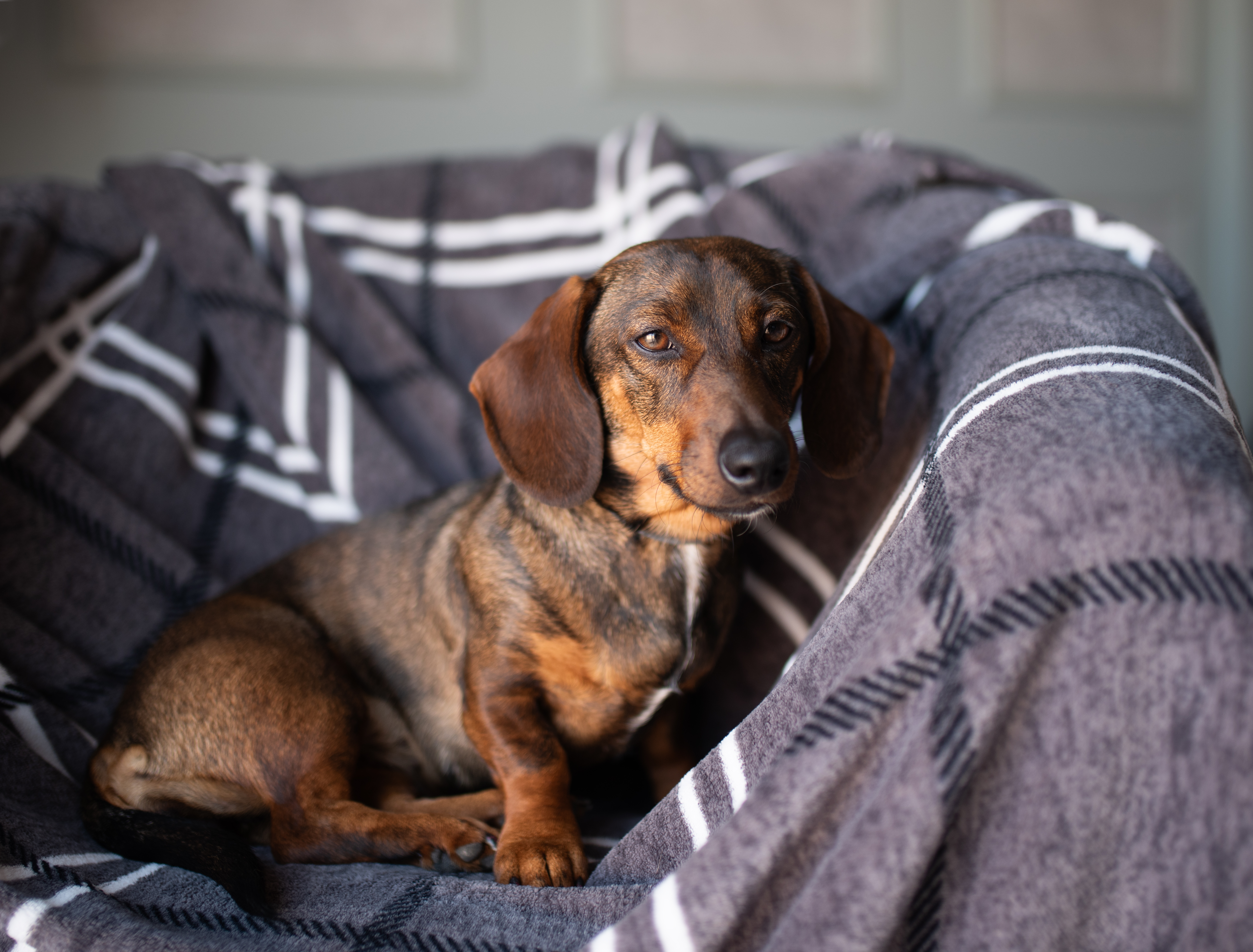 Hysterics as Dachshund Realizes He Now Has To Share Owner With New Puppy