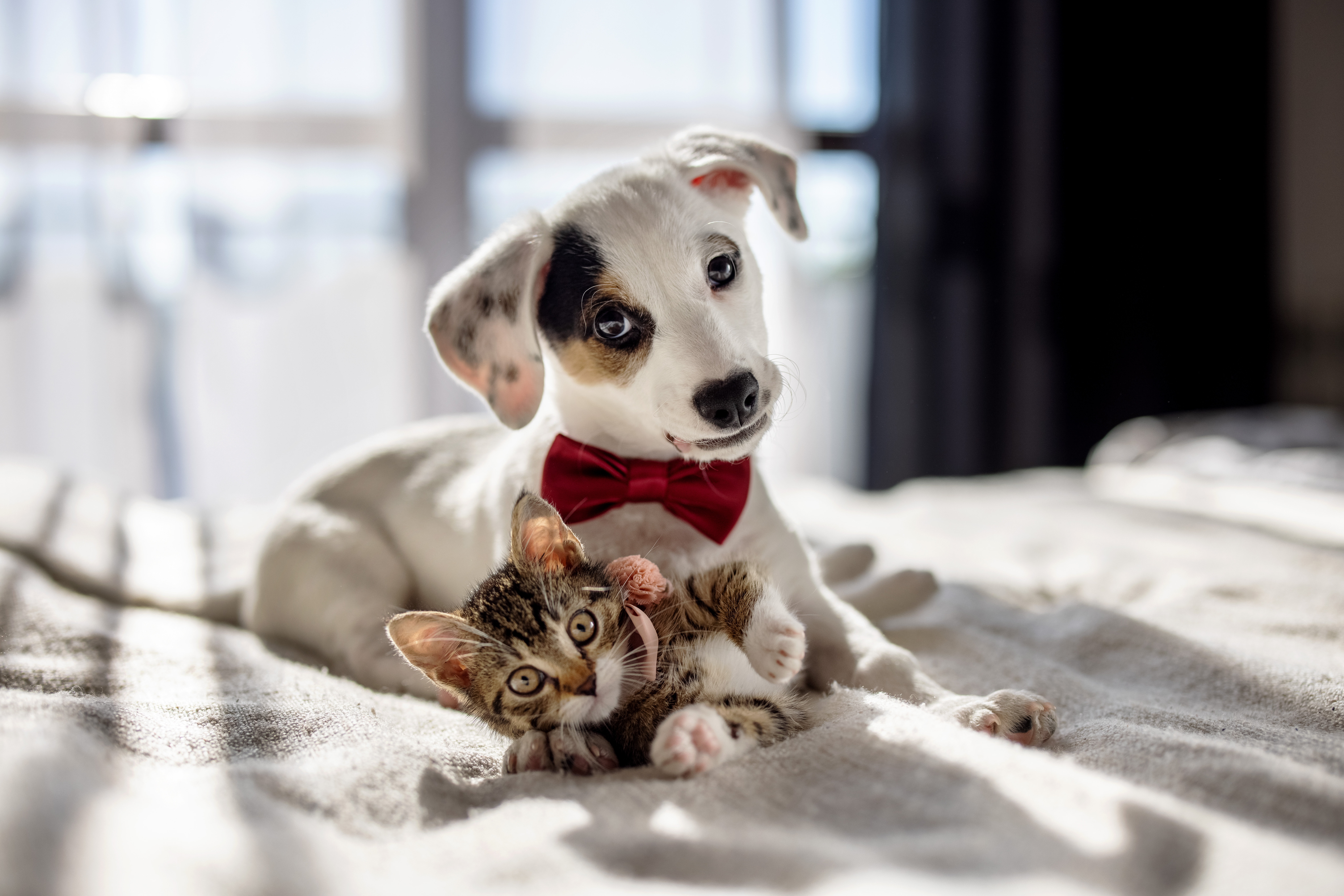Owner Places New Puppy on Sofa—Cat’s Frozen Look Says Everything