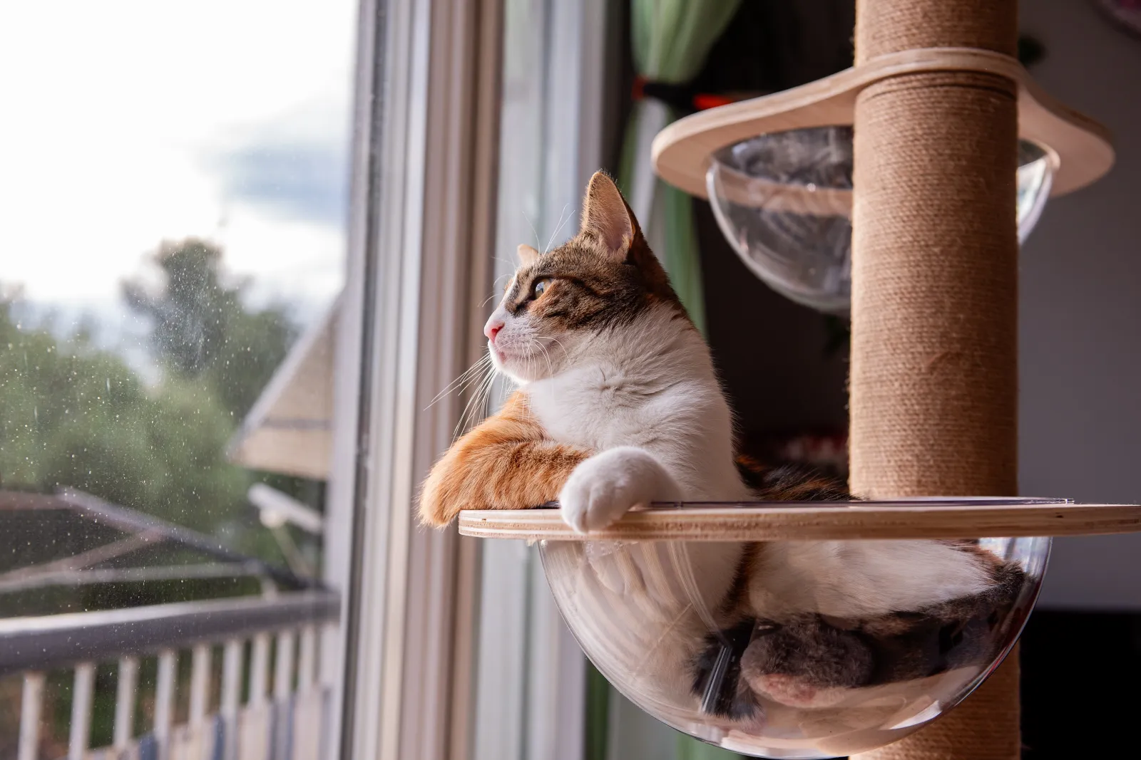 calm cat on cat tree