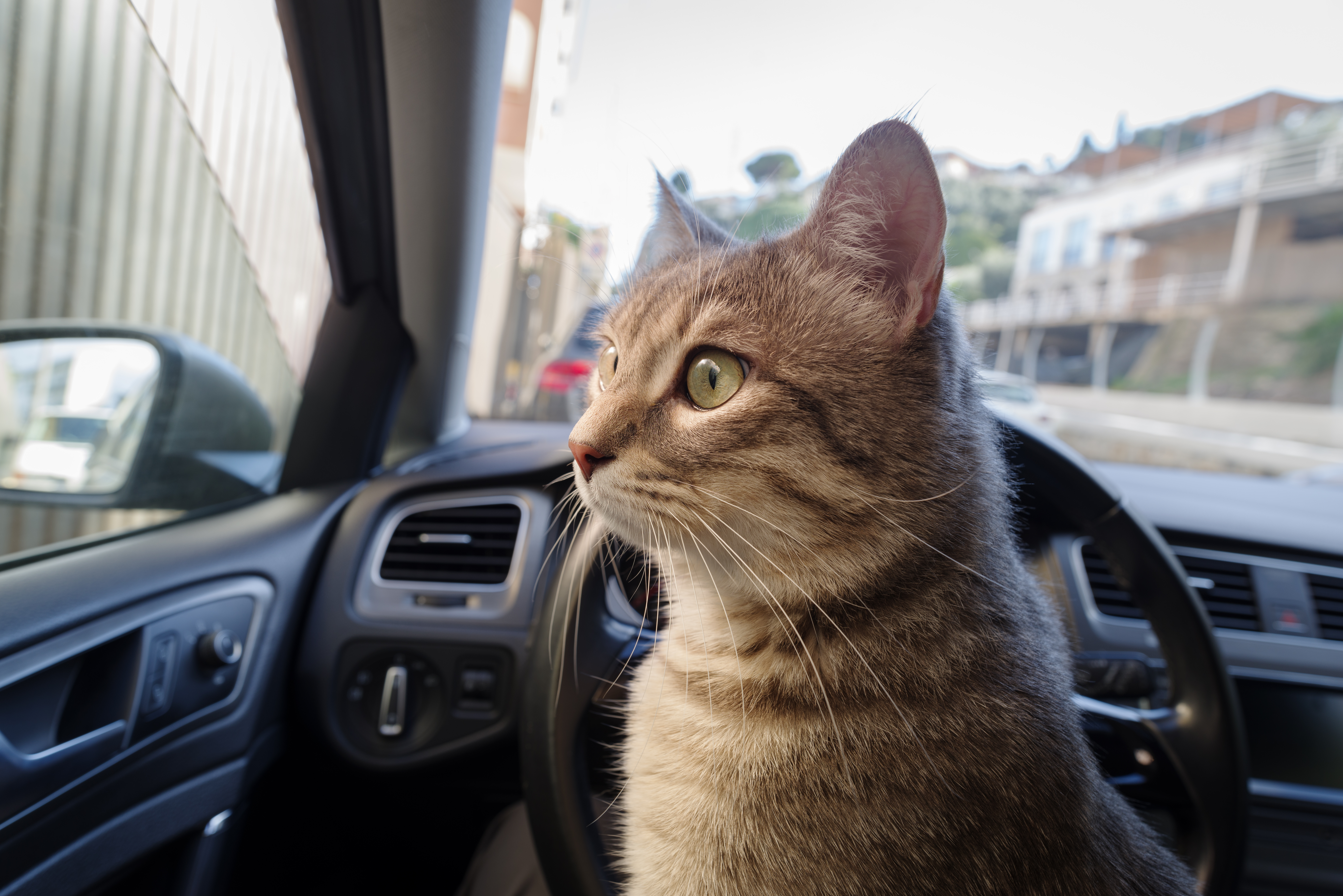 Cat Enjoys Car Ride, Internet Can’t Get Enough of Response To Drive Thru
