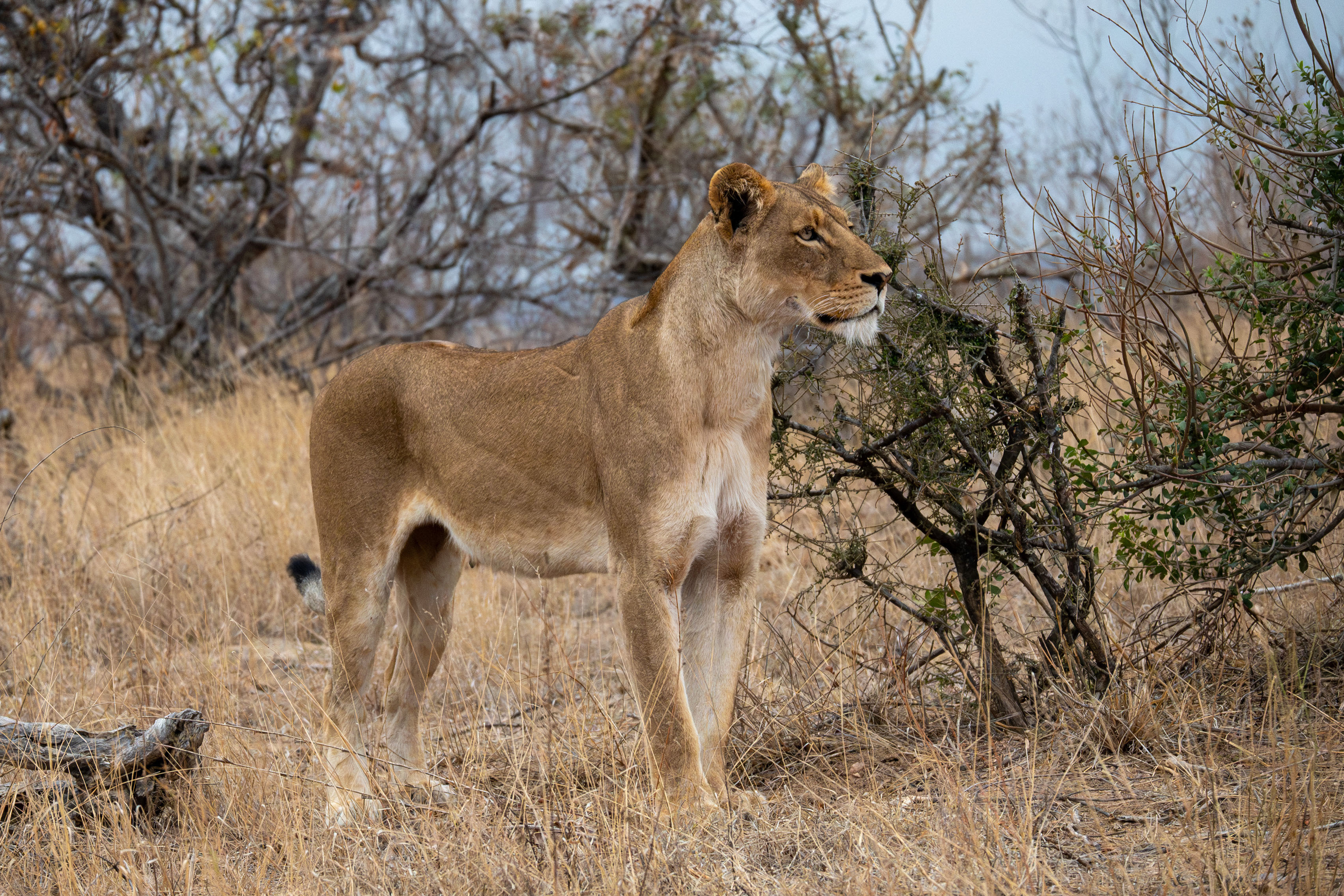 Woman on Safari Not Prepared For What Lioness Does: 'Expensive Taste'