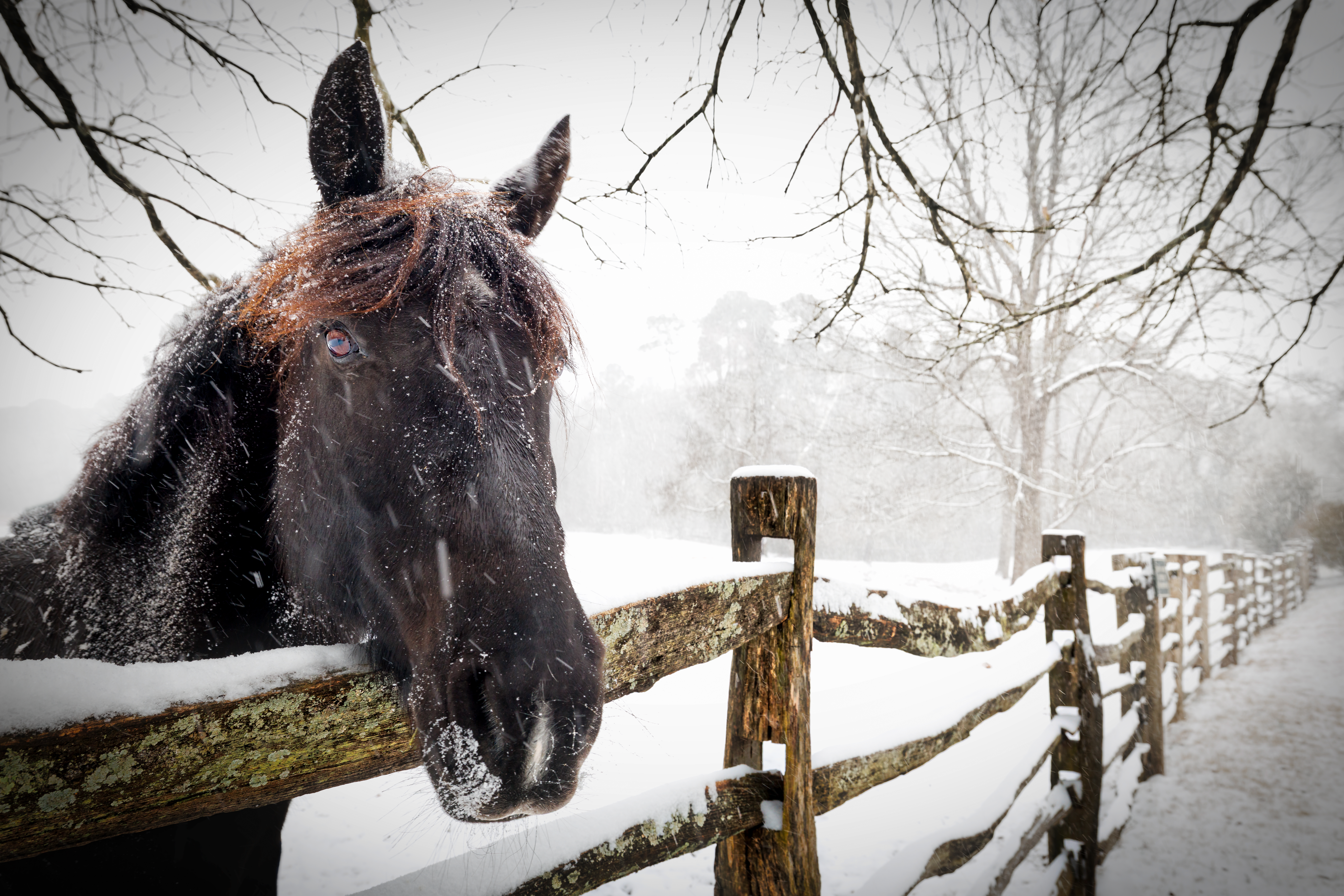Woman Pulls Up Home, Horse Immediately Tells Her ‘Something Is Off’