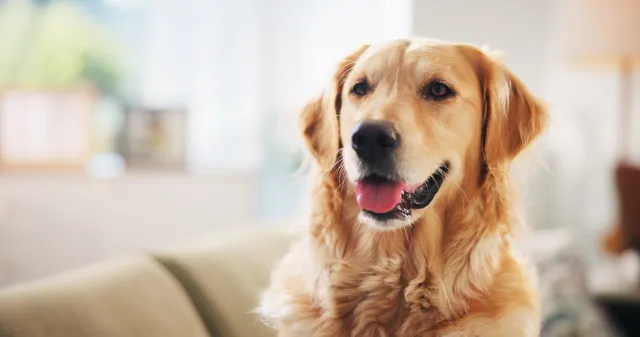 Golden retriever, face and relax on couch in home, break and tongue out for rest in living room.