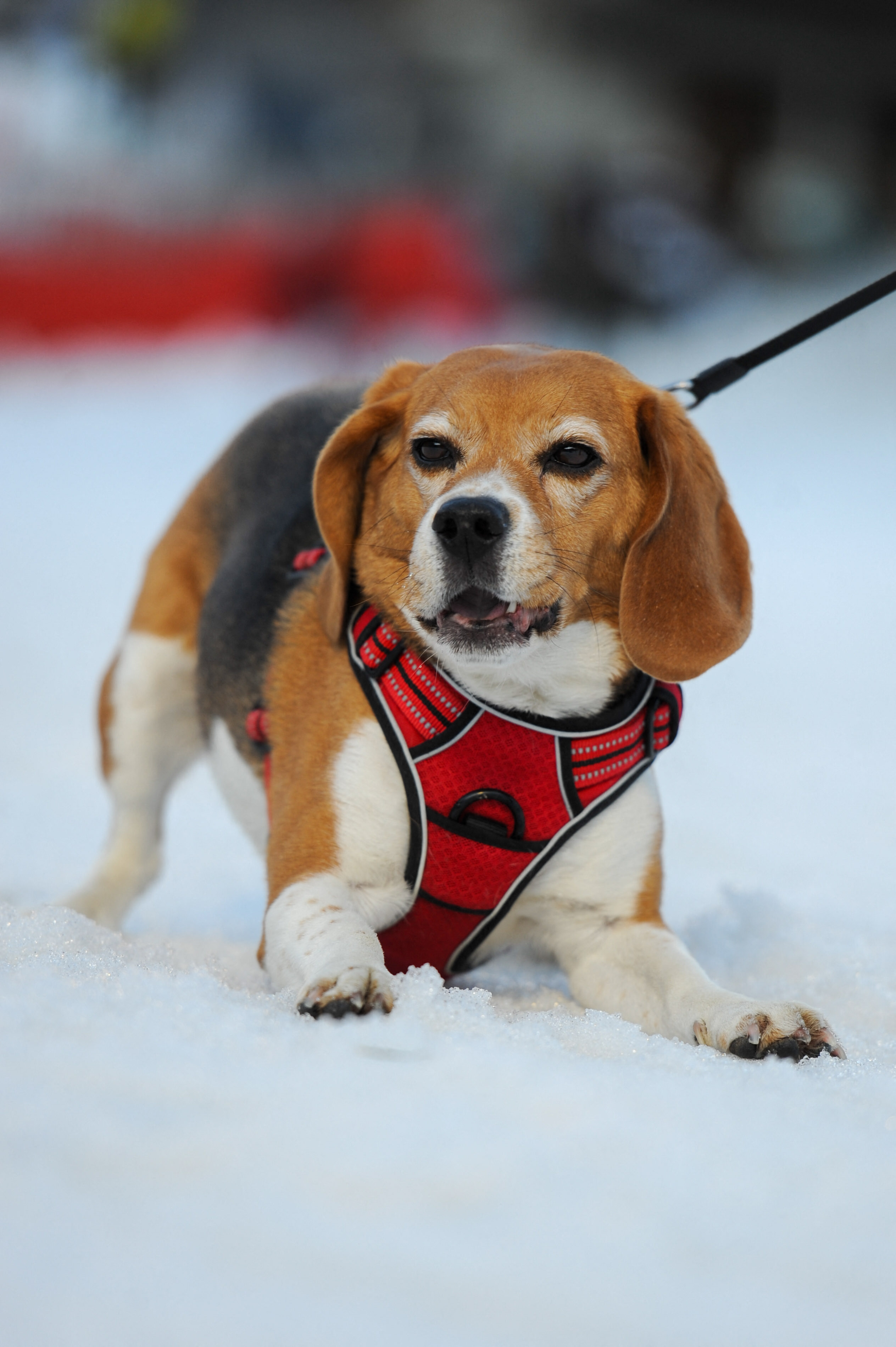 Beagles Take Walk in Snow—Internet Loses it Over ‘Weight Limit’