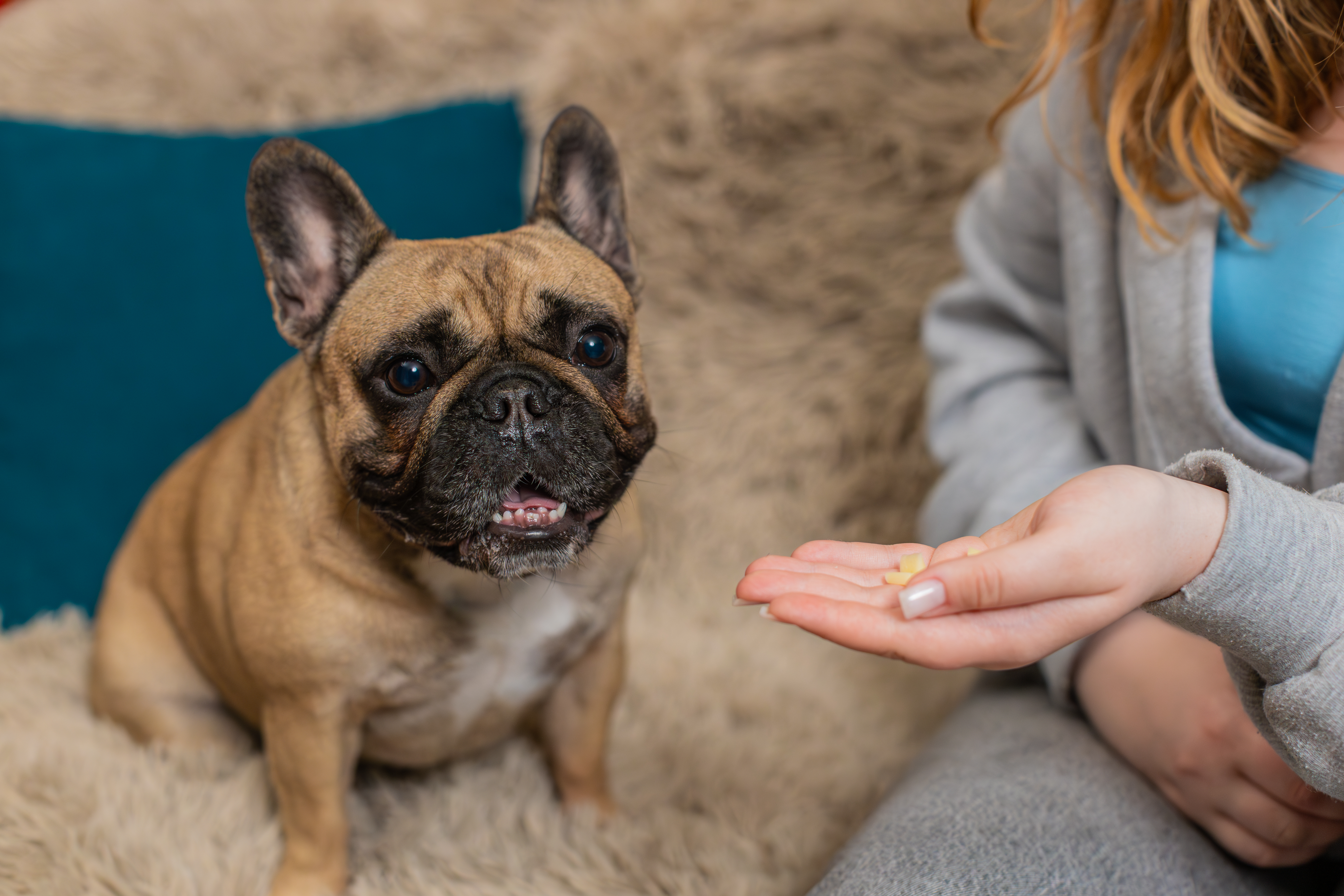 French Bulldog Needs To Take Daily Medication, Hysterics at How He Takes It