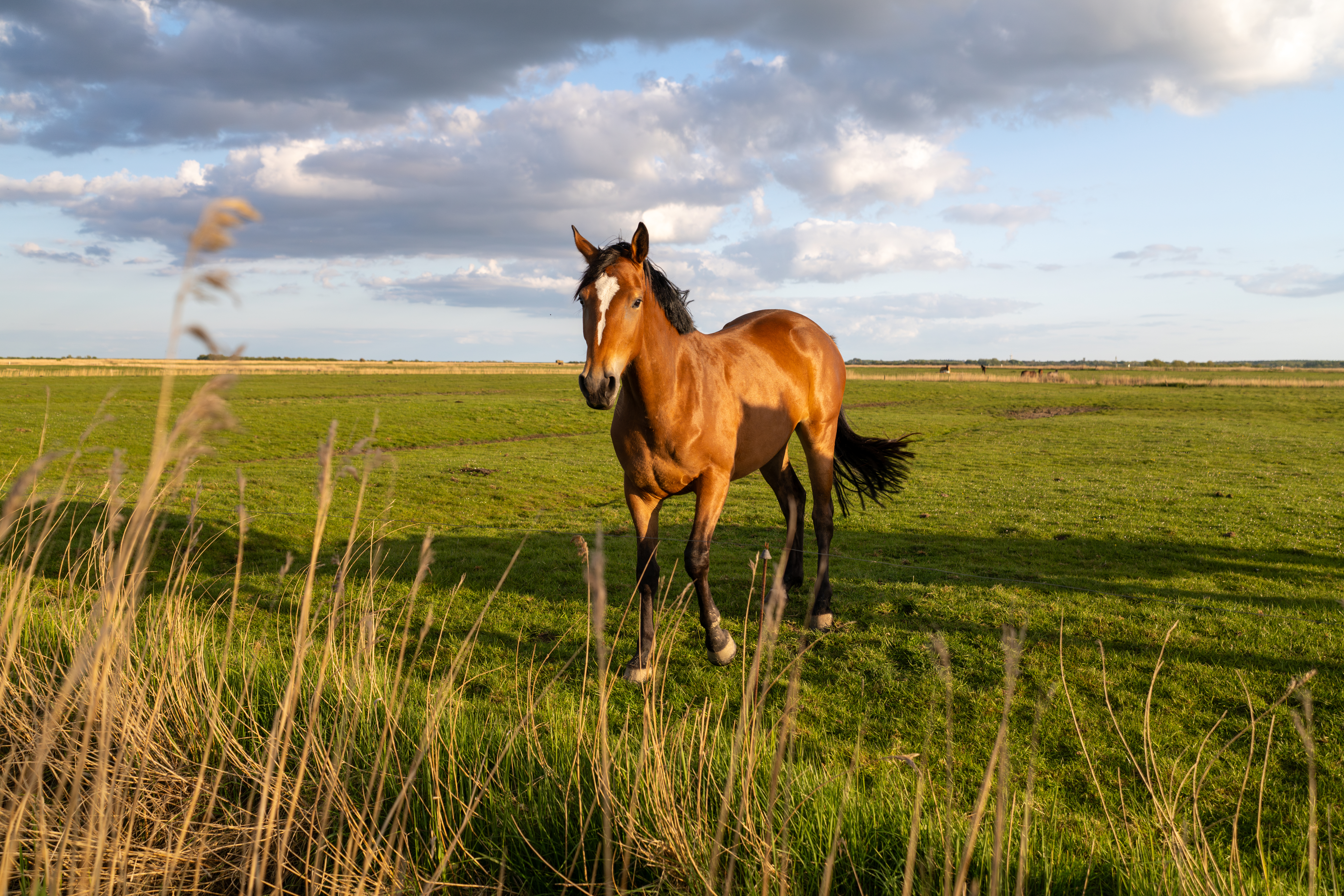 Horse Spots Owner’s New Hair Color—What He Does Next Melts Hearts ​‌