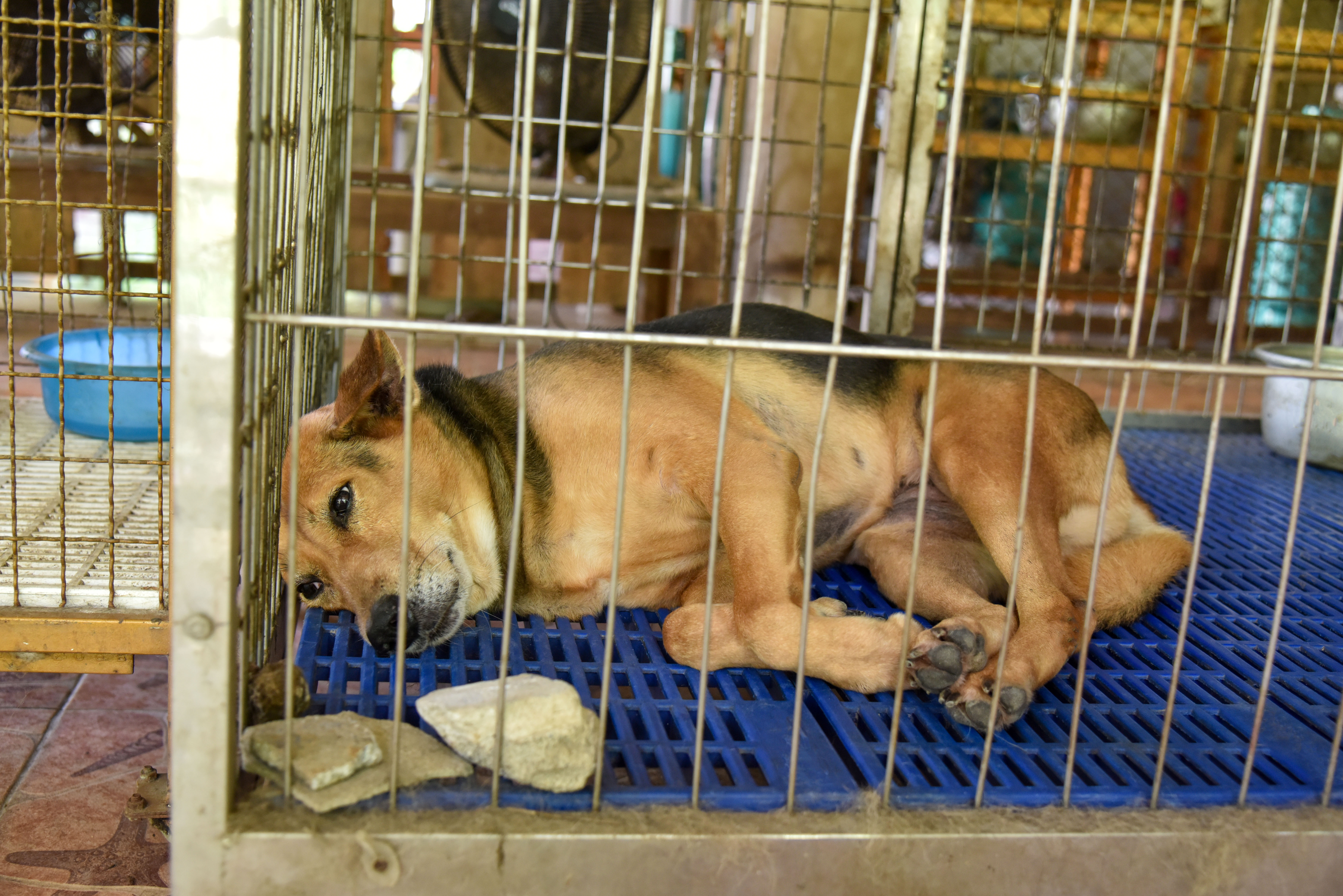 Dog Saved From Meat Trade, How Sister Comforts Her in New Home Melts Hearts