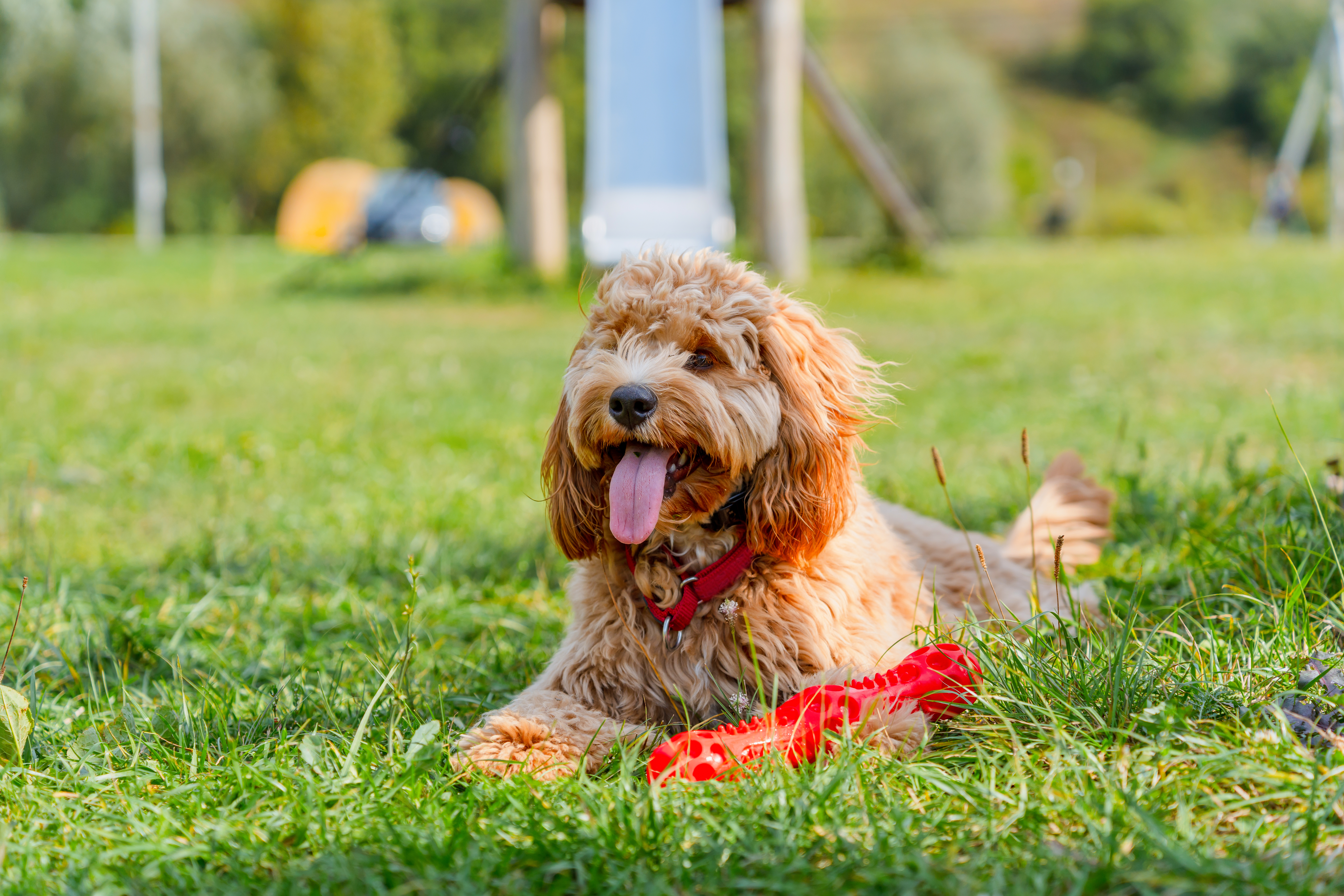 Dog Receives Hero of the Day Award by Rescue Team, Tears Over Who He Saves