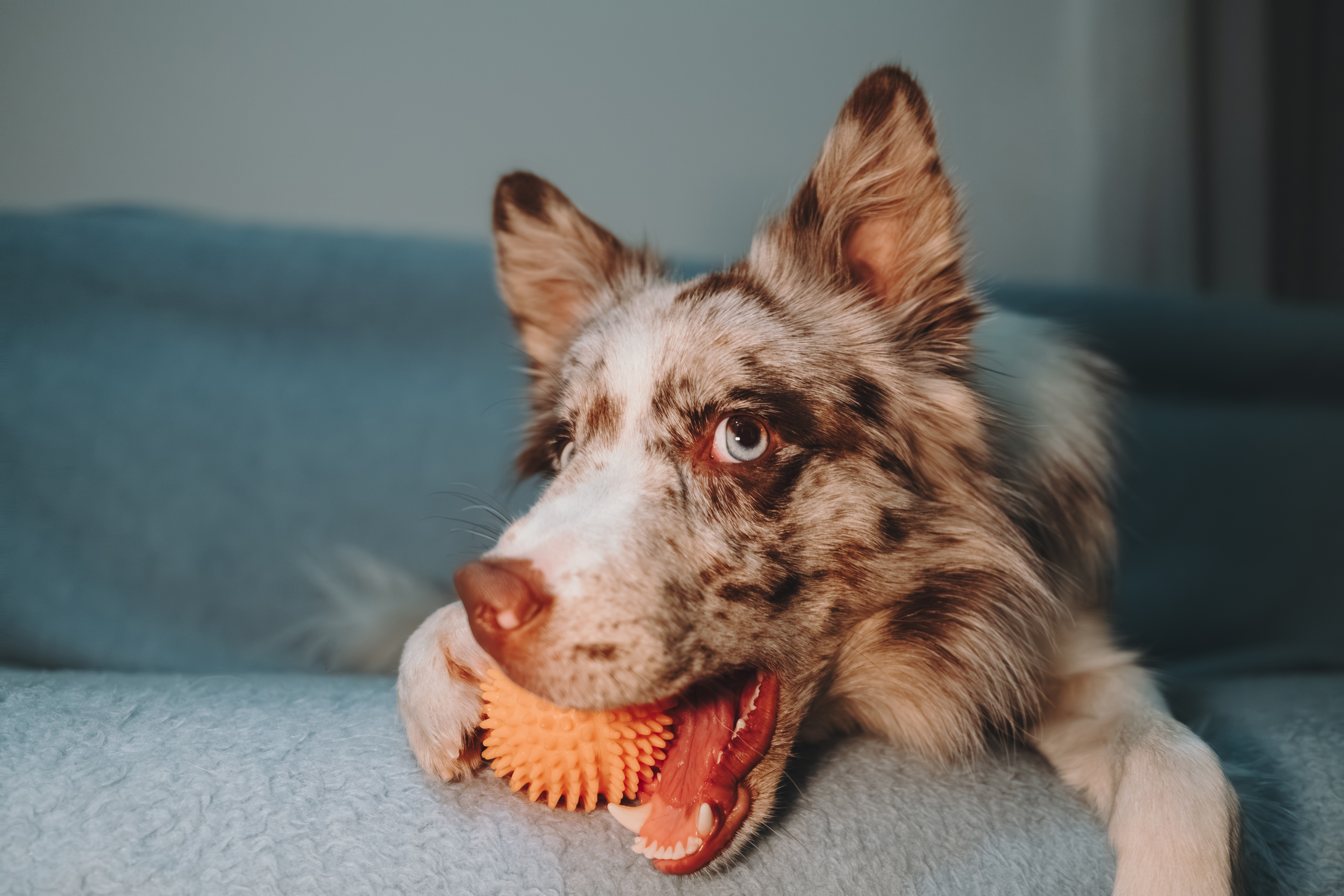 Scientists Reveal Behavior That Sets 'Gifted' Dogs Apart