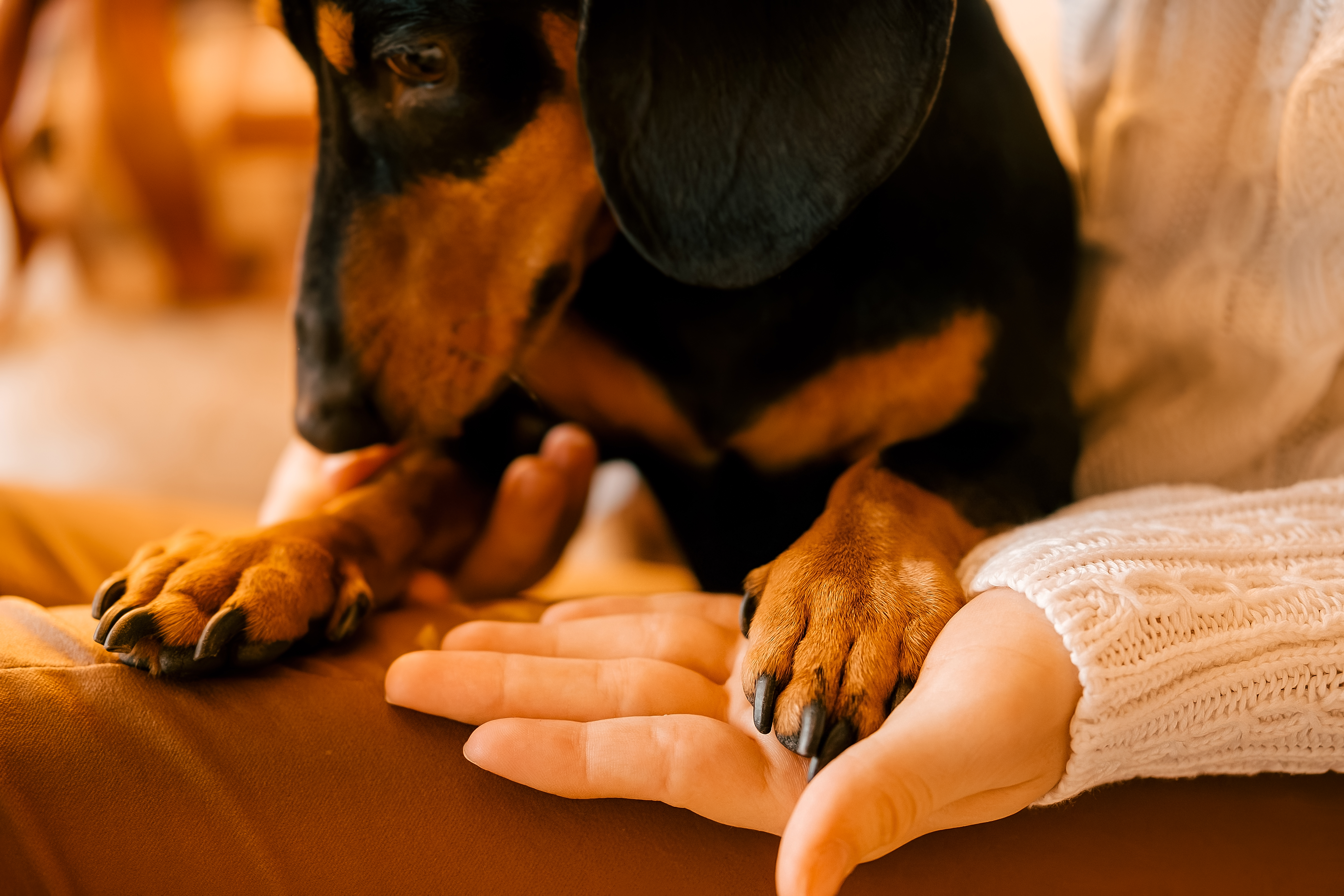Dachshund Refuses To Let Owner Trim Her Claws—so She Turns to a Last Resort