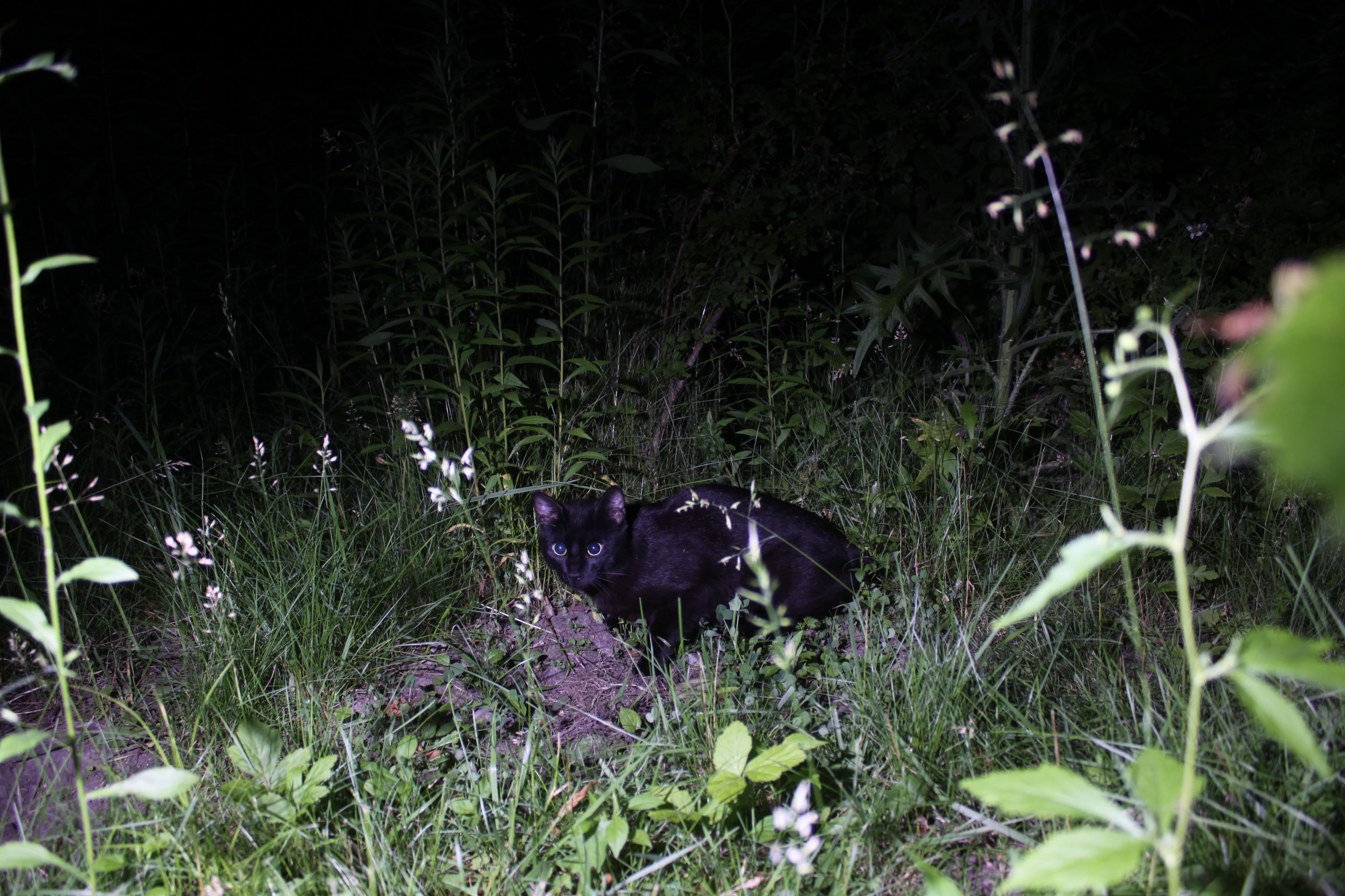 Cat Stares Up at the Night Sky—Internet Can’t Cope With What He’s Watching