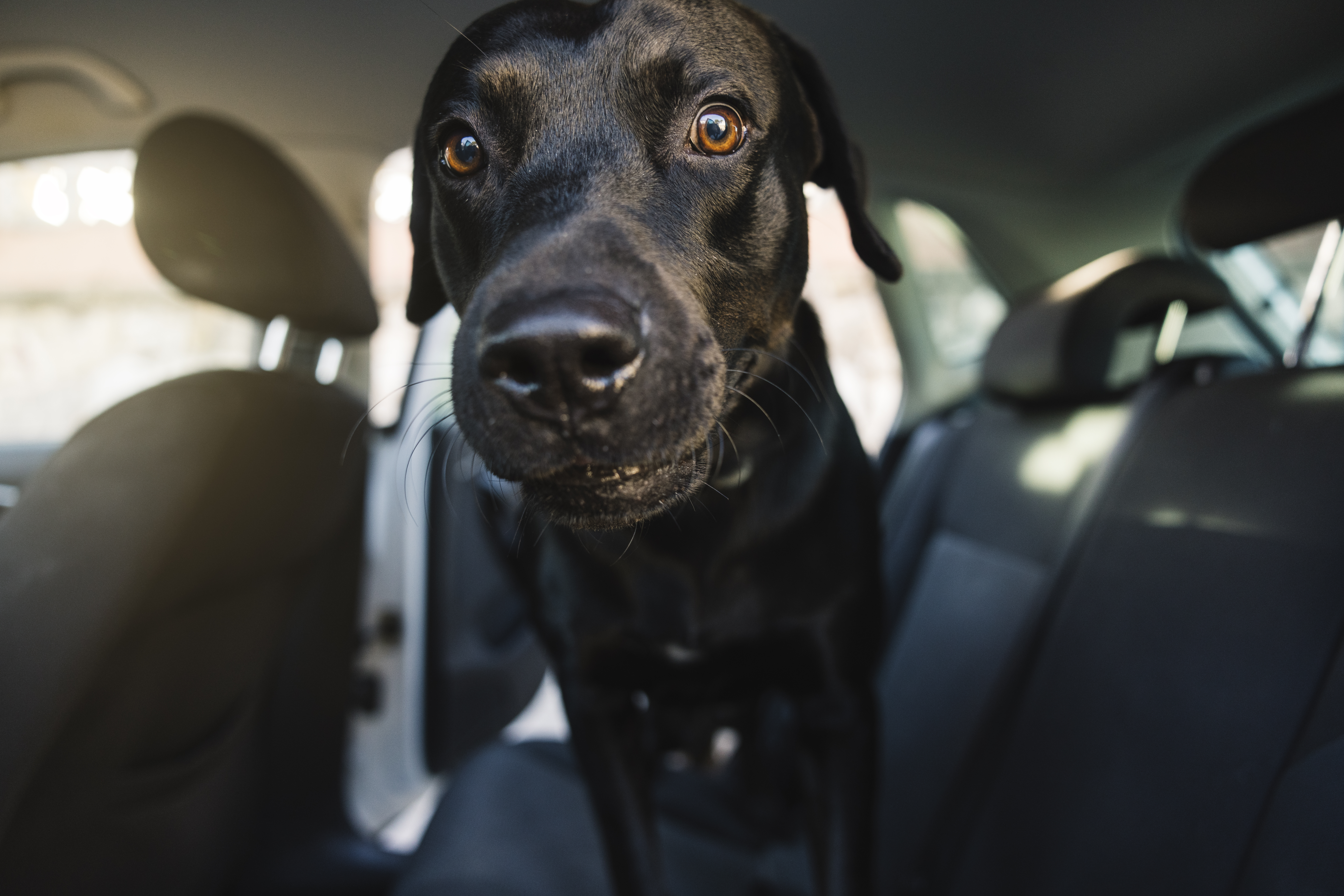 Labrador Goes for Ride—Why He’s ‘Excited’ Melts Hearts