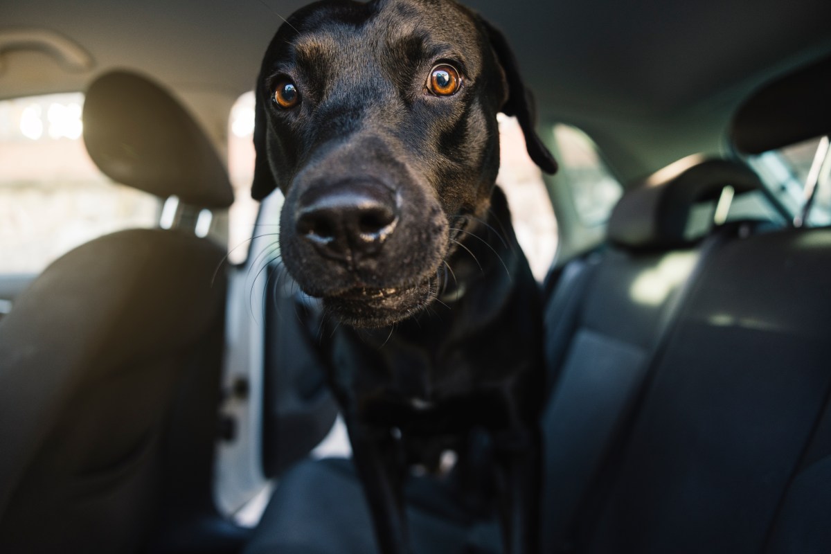 Labrador goes for ride—why he's "excited" melts hearts