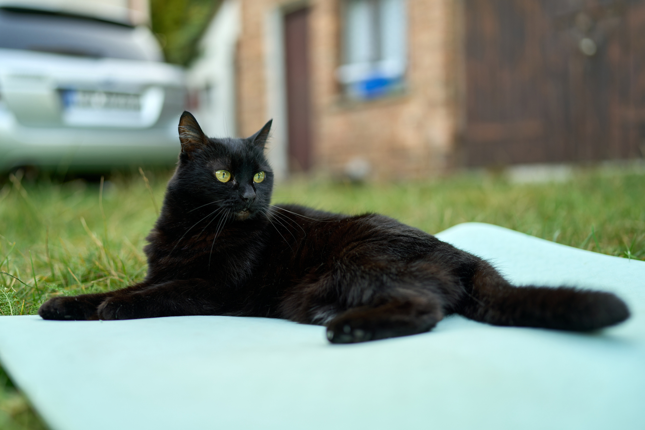 How Stray Cat Naps for the First Time in Cozy New Bed Melts Hearts