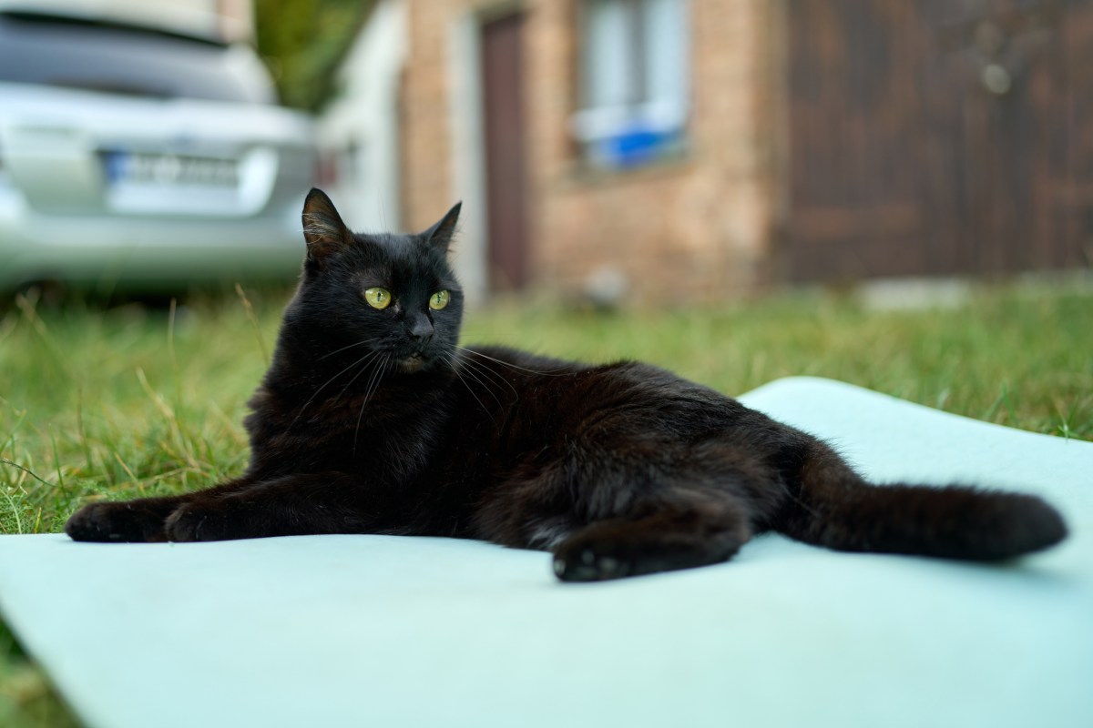 Stray cat takes first nap in cozy new bed, what’s captured melts hearts
