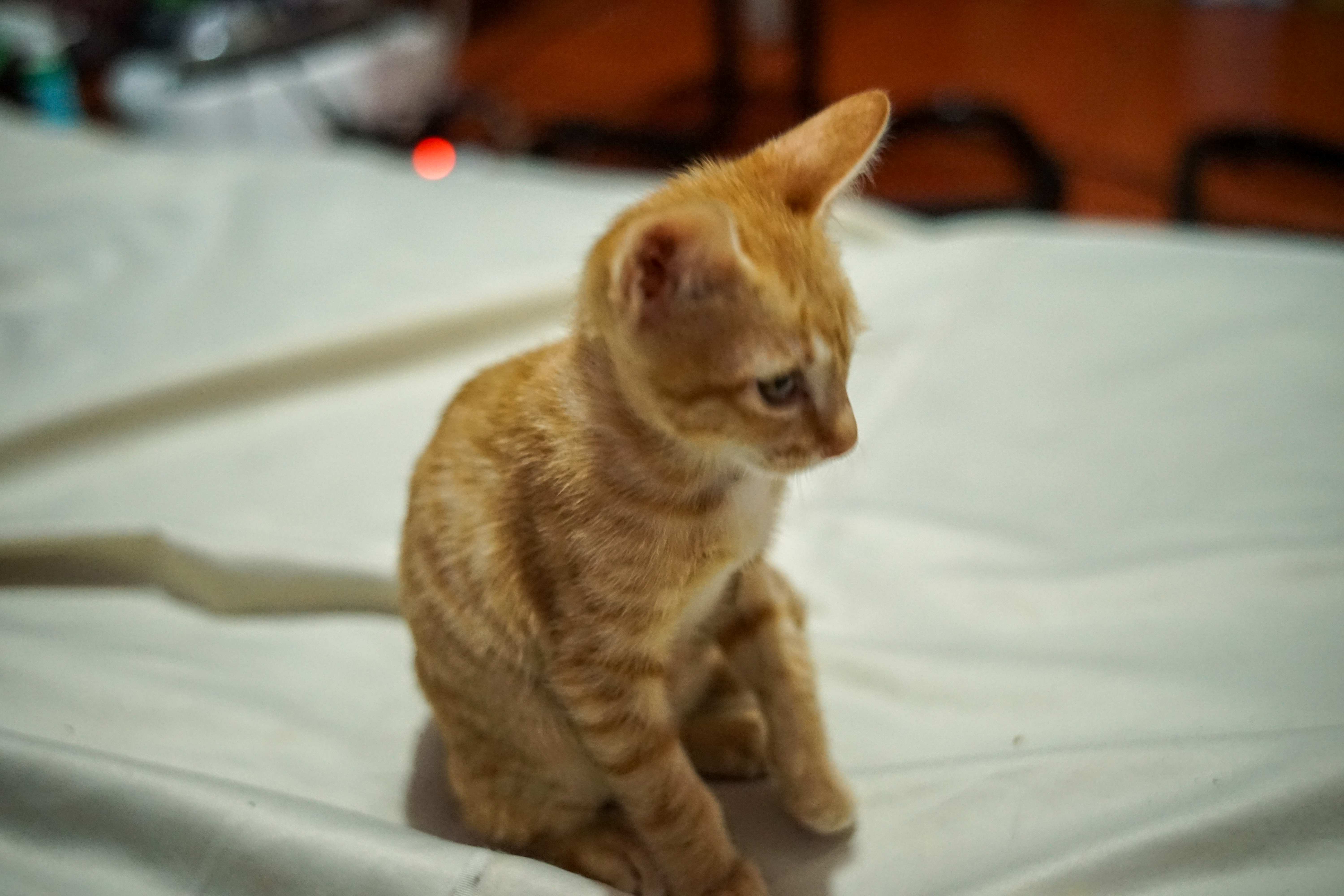 Kitten Saved From Busy Street—What Fosterer Sees 48 Hours Later Goes Viral