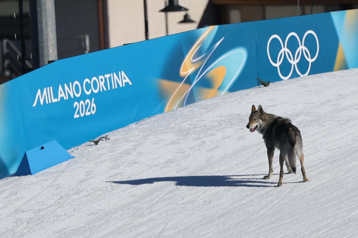 Olympics: Surprise Dog Chase Costs Competitor Seconds During Ski Race