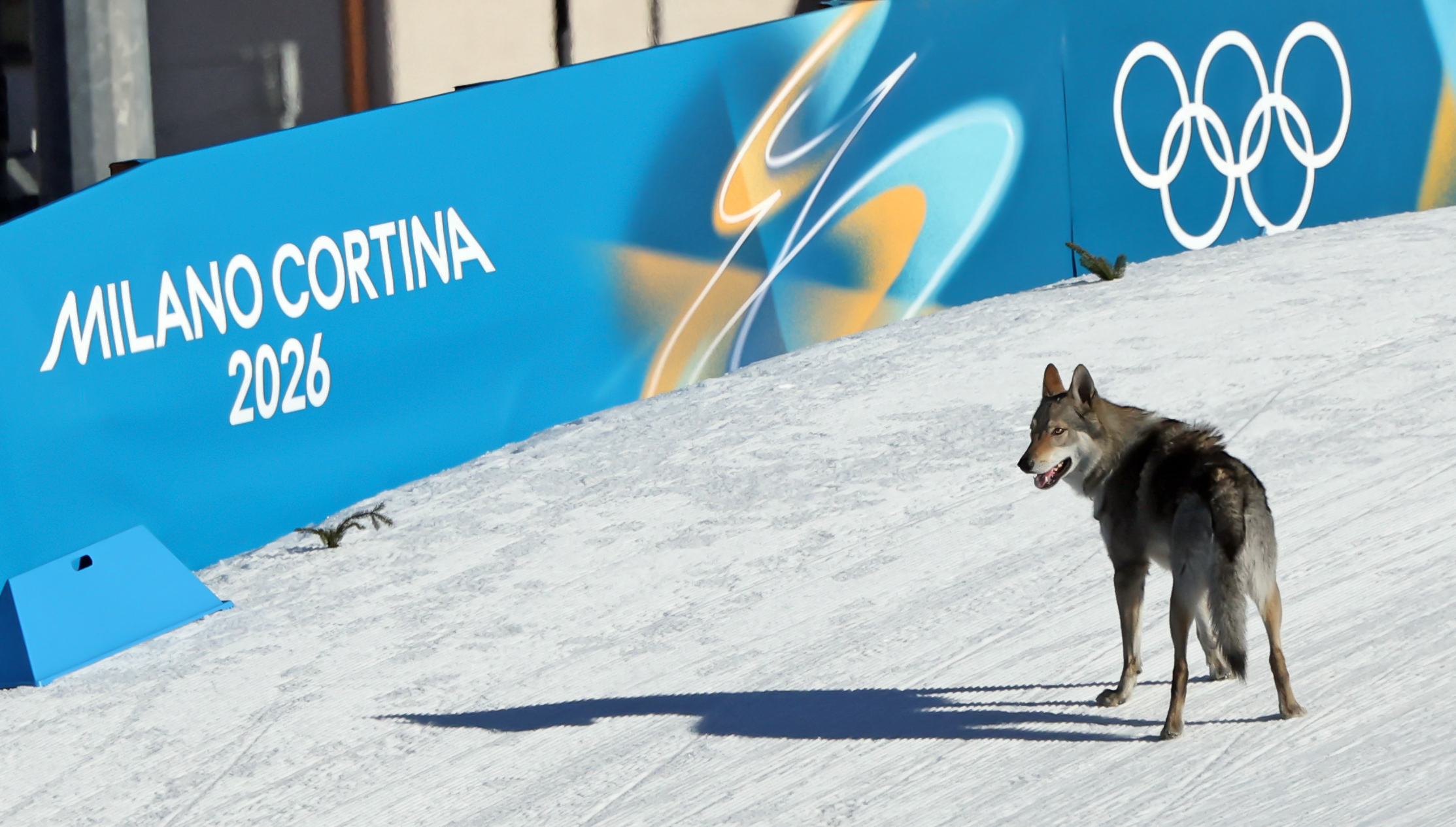 Fans Start Petition for Viral Olympic Dog to Get Honorary Medal