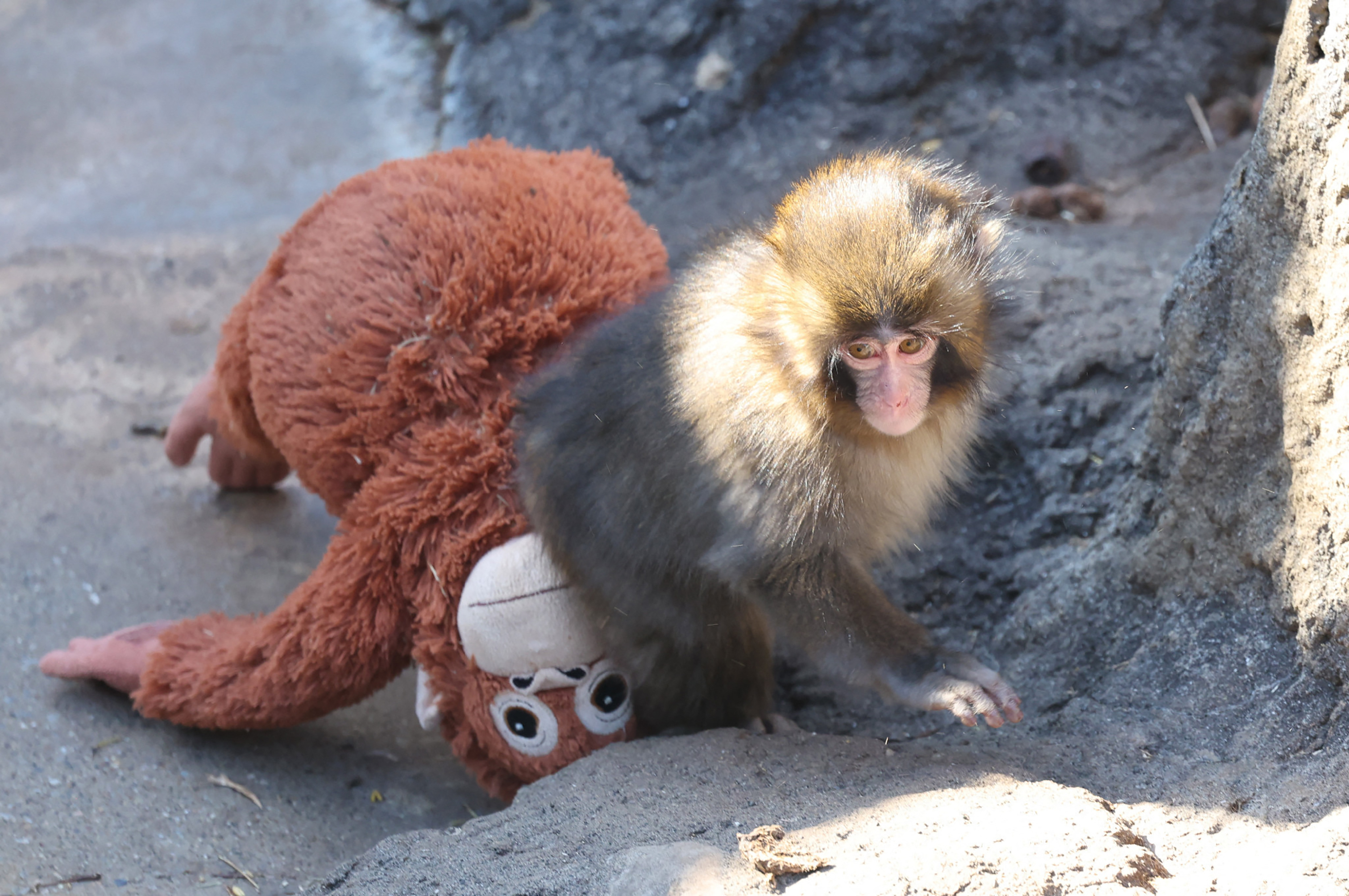 Punch the Monkey's Heartbreaking Fate Revealed by Scientists