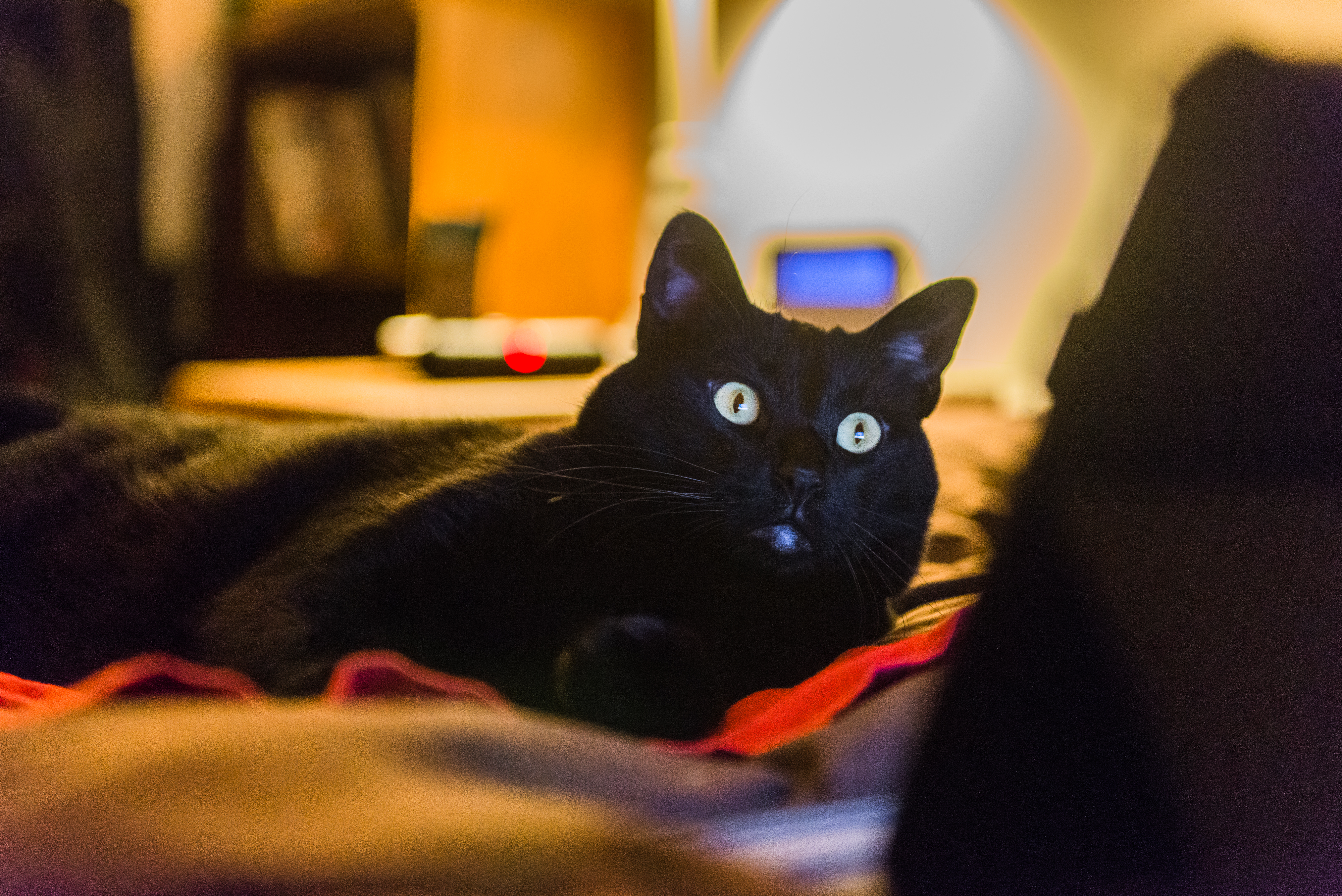 What Cat Does While Owner Watches Winter Olympics Has Internet in Stitches