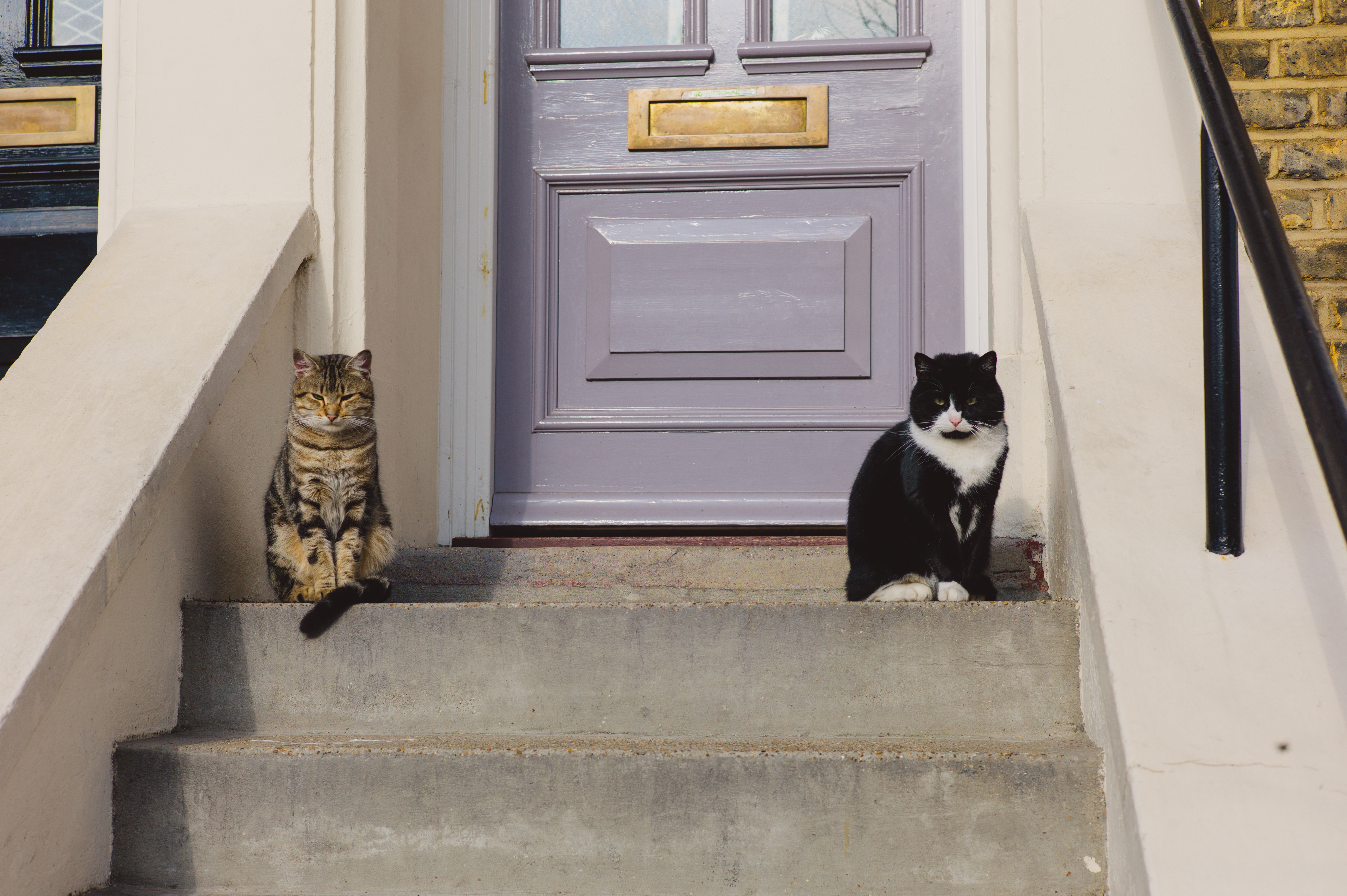 Woman Watches Her Cat Invite Friends Over, Hearts Melt at What She Captures