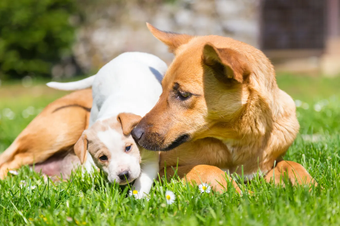 Tears As Senior Rescue Dog Gets New Lease of Life Thanks to Puppy ...