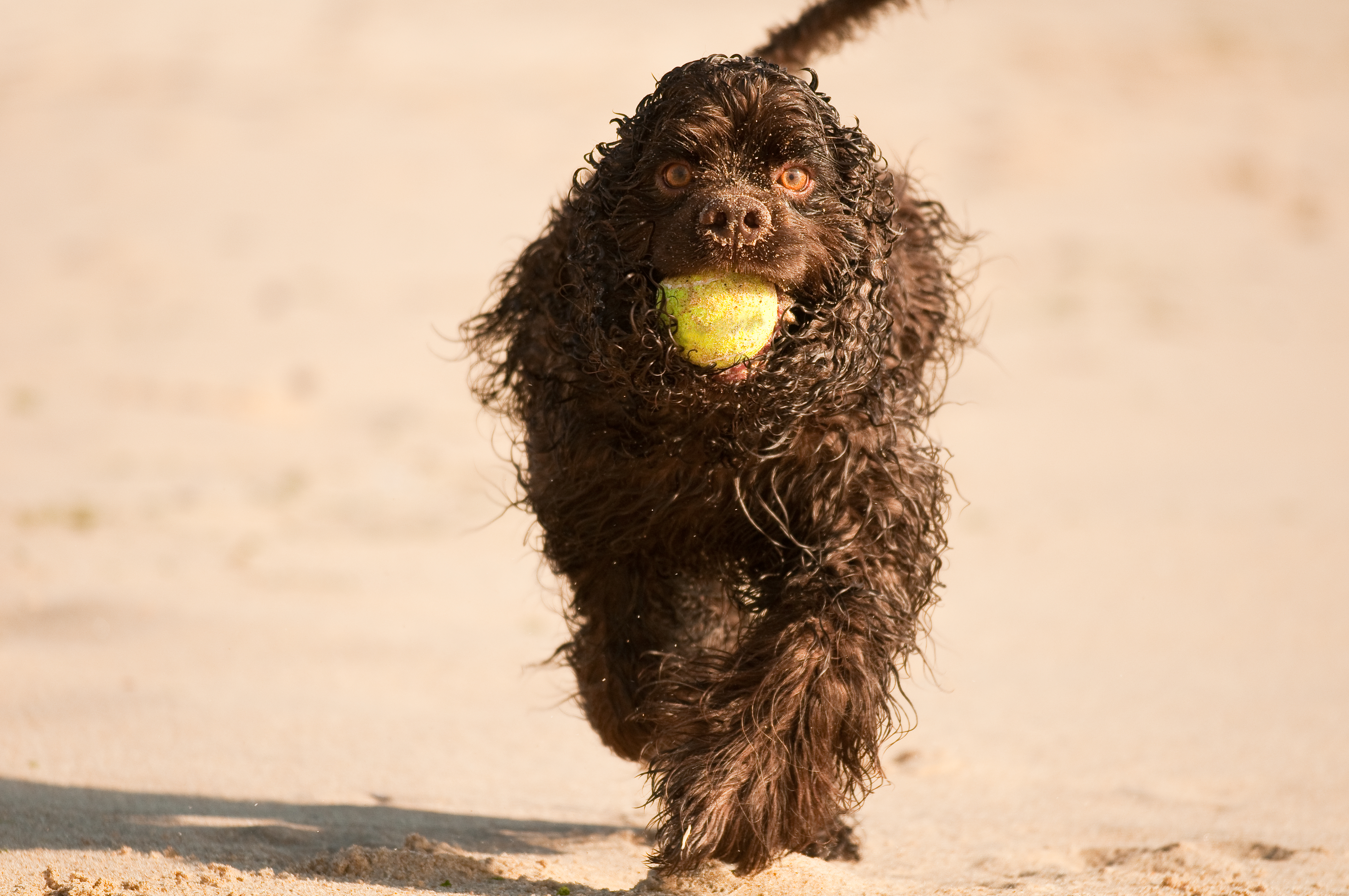 Goldendoodle Rewarded for Not Barking, Hysterics as He Has the ‘Last Laugh’