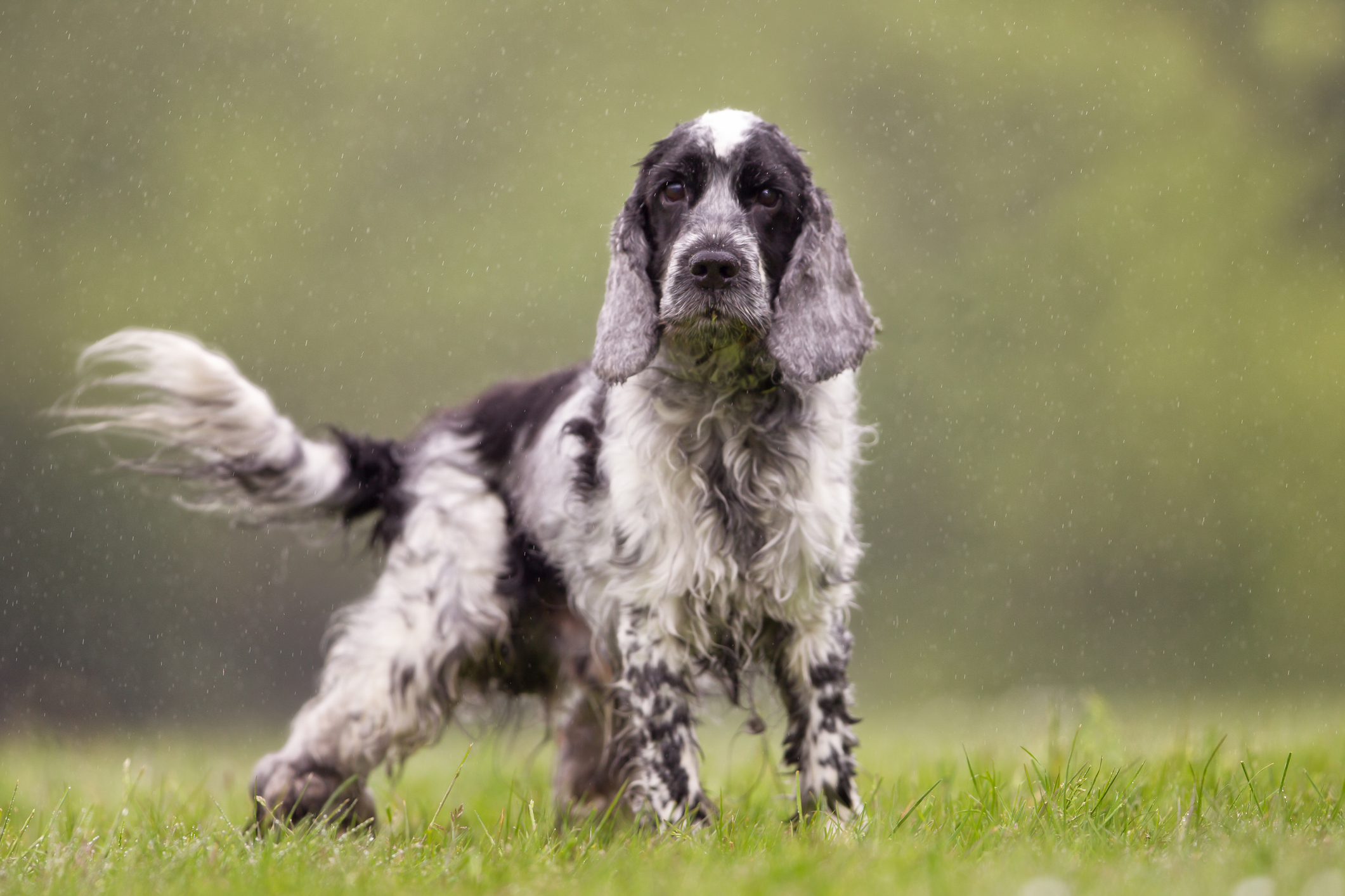 Senior Spaniel Attempting To Enjoy His Puppy Pastime Breaks Hearts