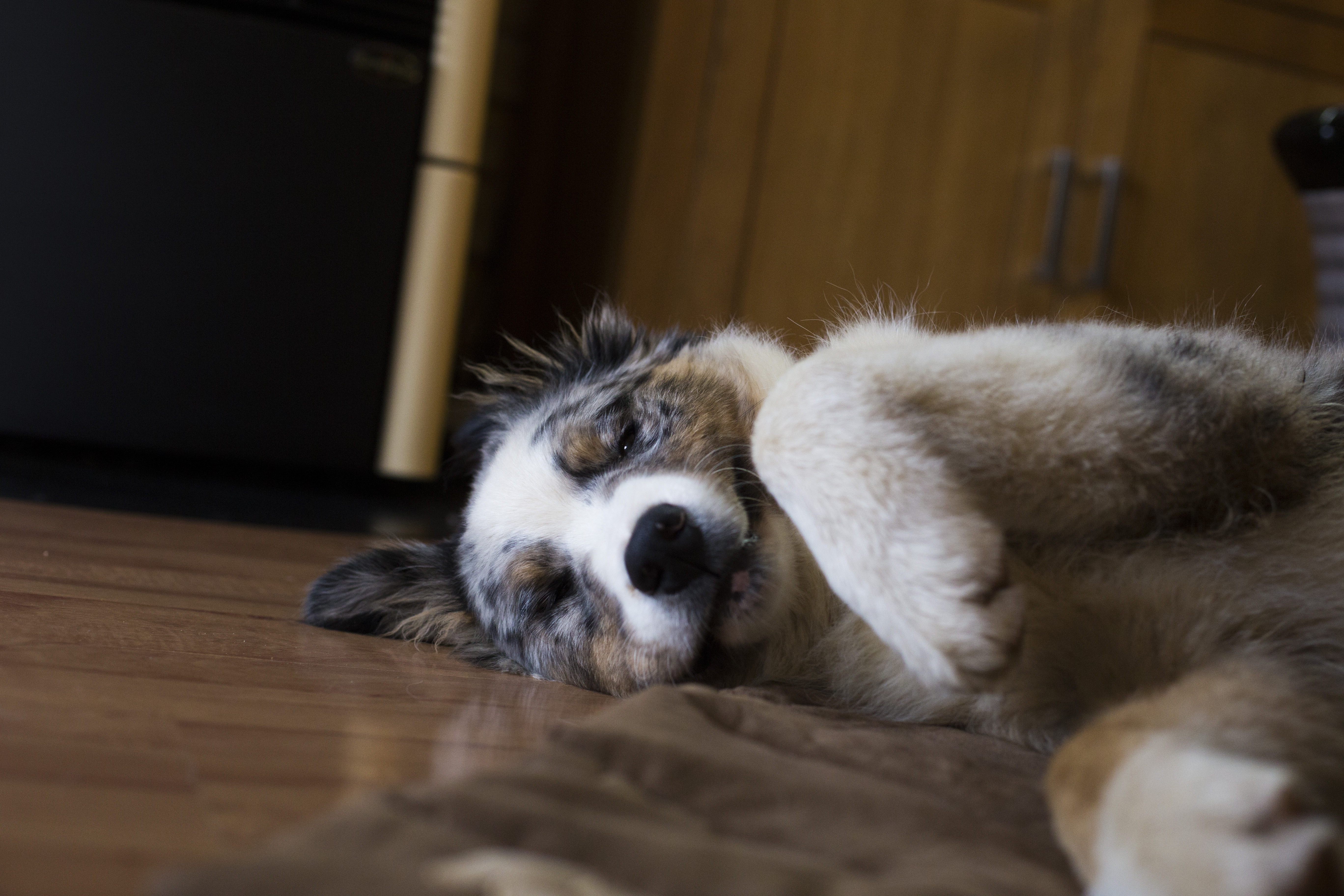 Australian Shepherd Returns From Walk, What He Does With Paws Melts Hearts