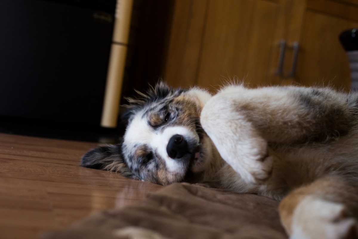 Australian Shepherd Returns From Walk, What He Does With Paws Melts Hearts