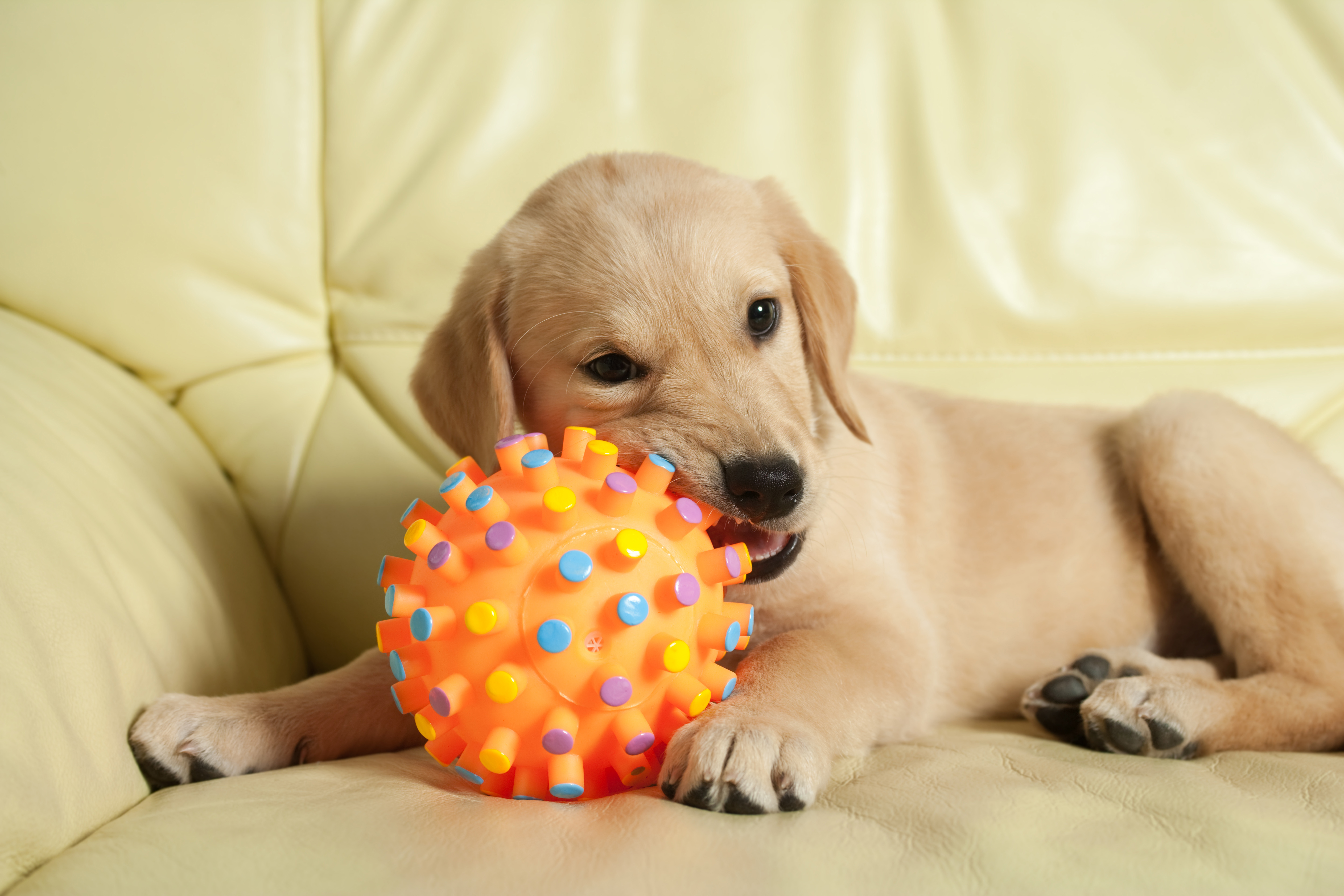 Confused Puppy Struggles To Get Ball—German Shepherd Instantly Shows Him Up