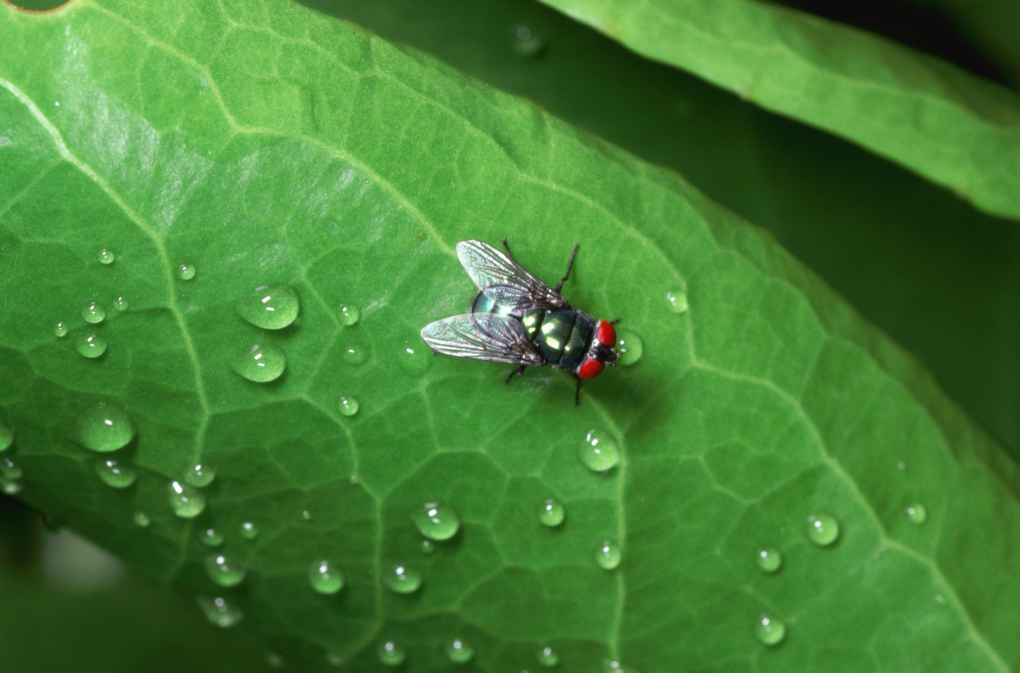 Screwworm Threat Returns to US: Why It Matters