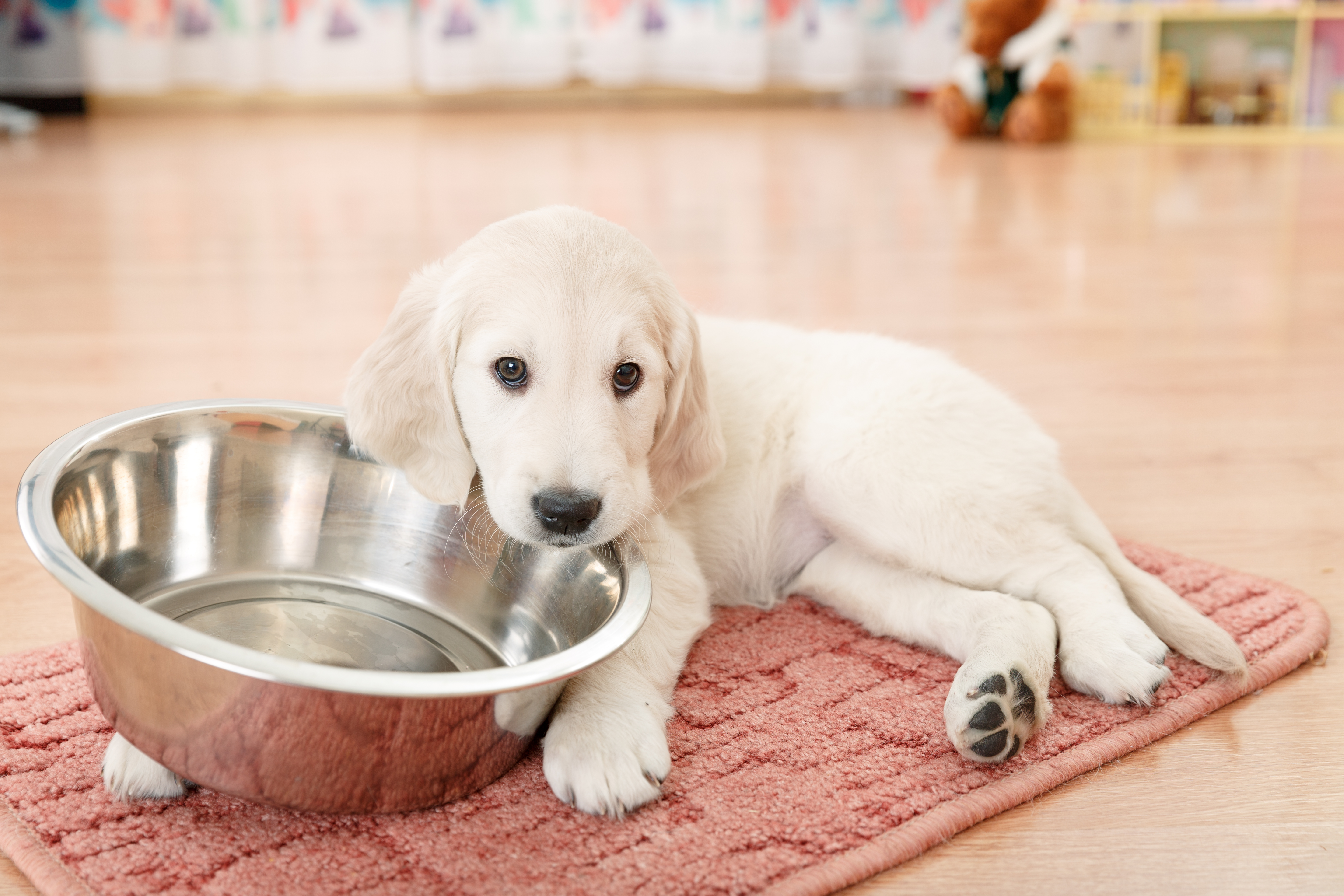 It's Day One of Golden Retriever’s New Diet, Hysterics Over What Happens