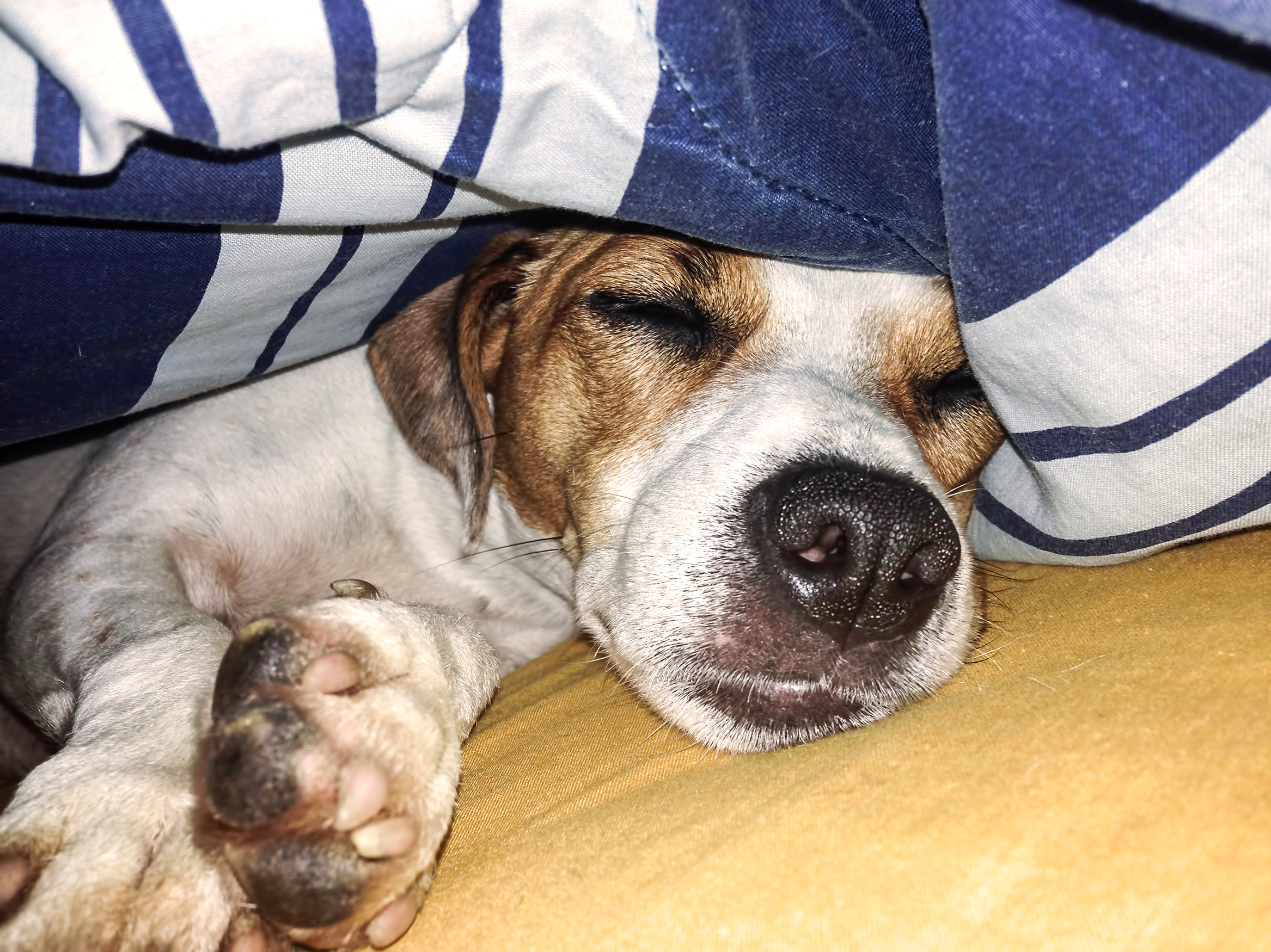 Tears Over How Rescue Dog Sleeps After Being Saved From Streets: ‘Safe Now’