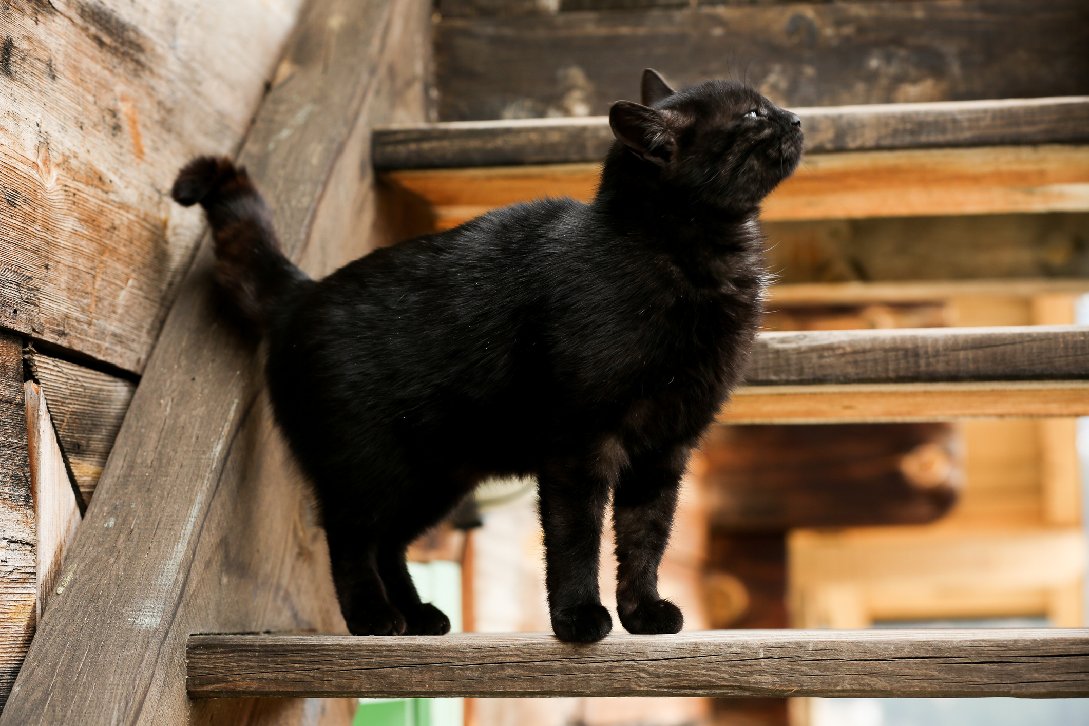 Hysterics As Cat Will Only Go Inside if ‘His Rules’ Are Followed