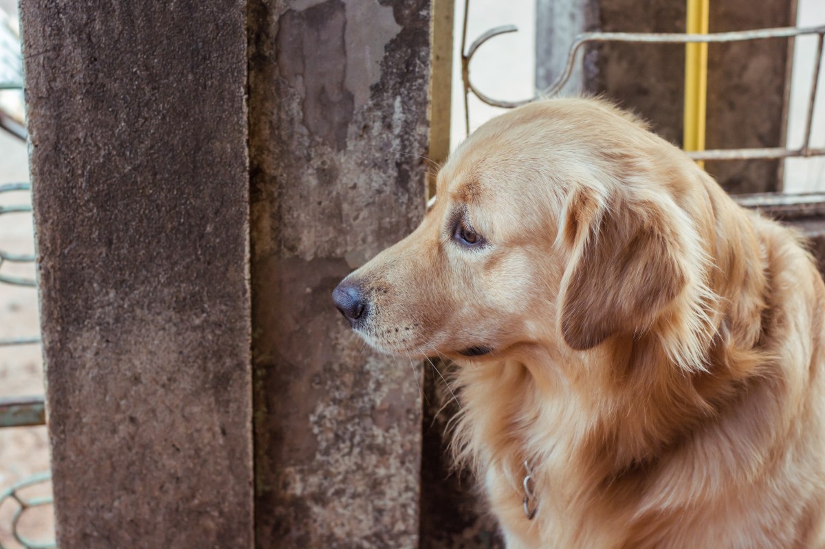 Hysterics Over What Golden Retriever Has Done on Every Walk for 2 Years