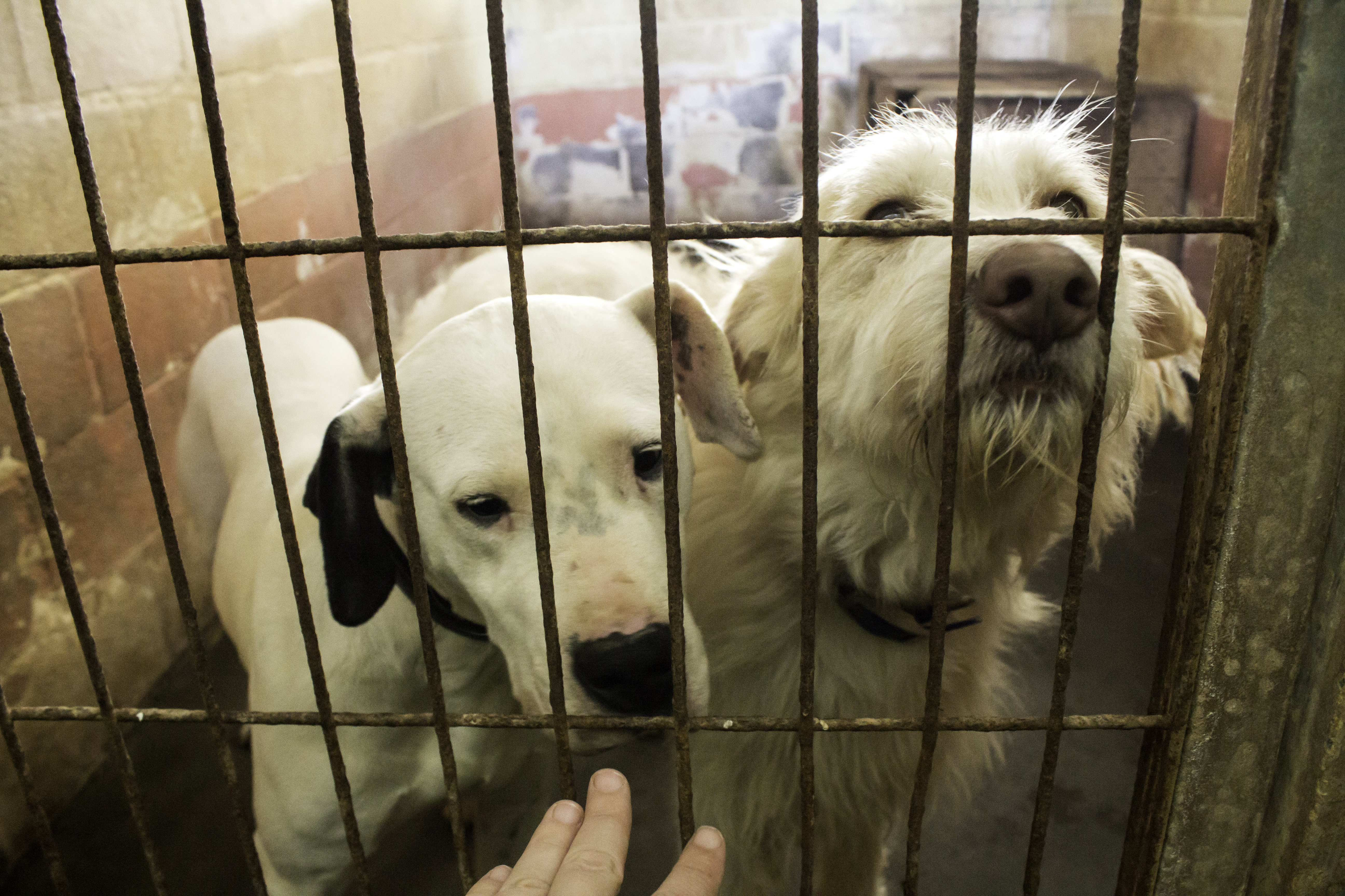 Animal Behaviorist Reveals What Rescue Puppies Learn That Pedigrees Don't