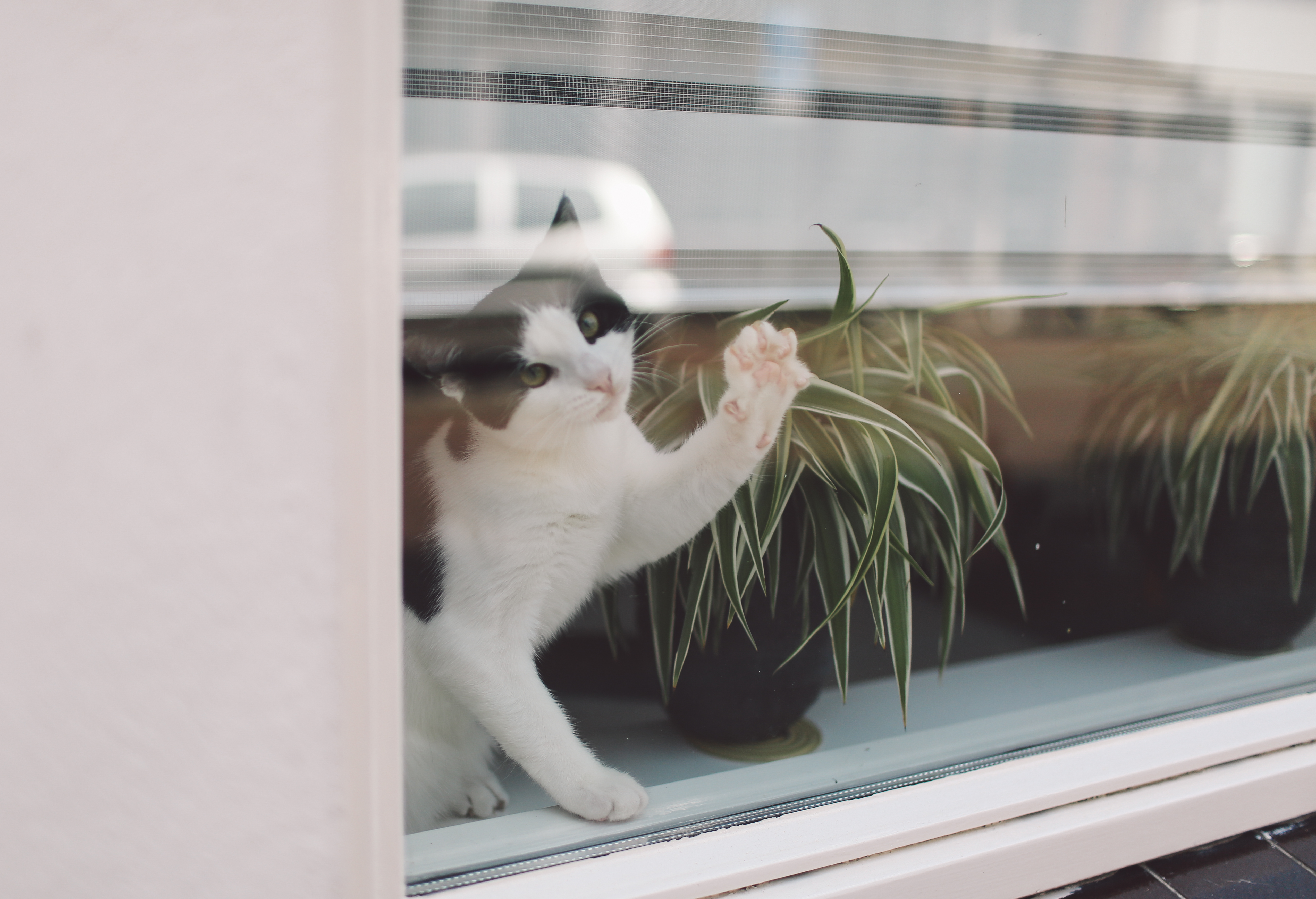 Owner Catches Flirtation Between Cats at Windowsill: 'Red Light District'