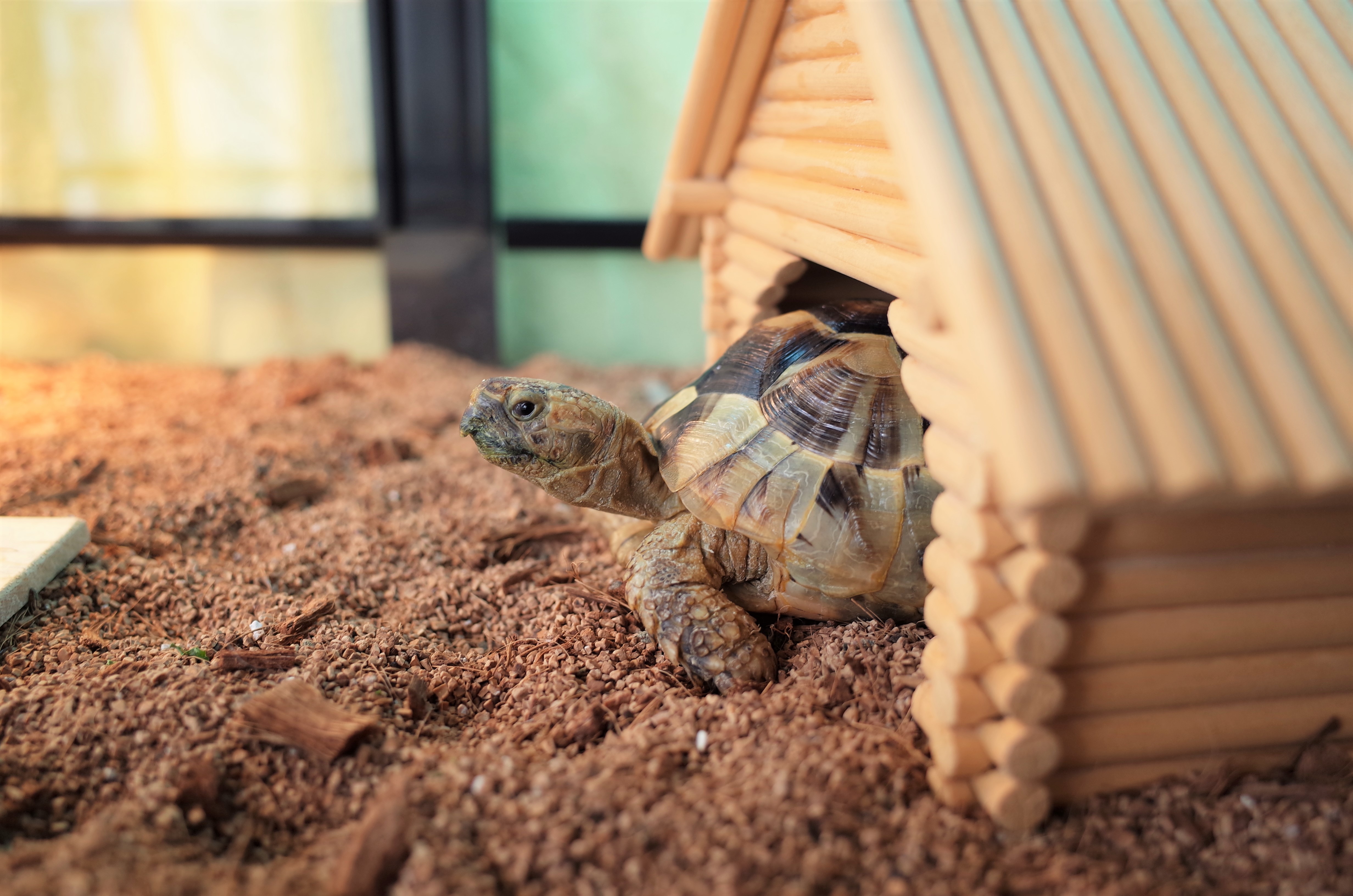 Turtle Wakes Up From Hibernation—Immediately Demands Scratches From Owner