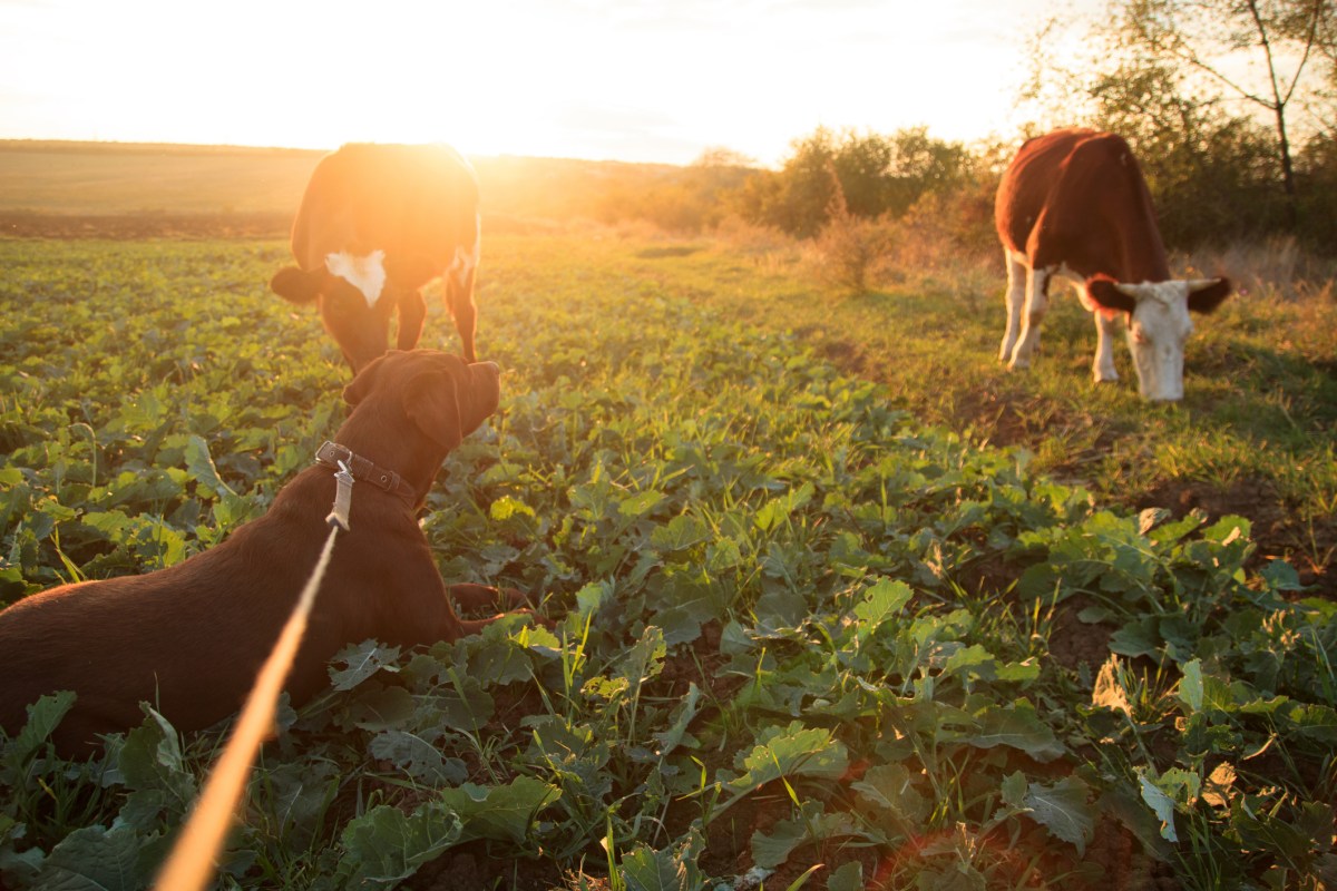 Labrador meets herd of cows with same color fur, thinks it’s “his family”