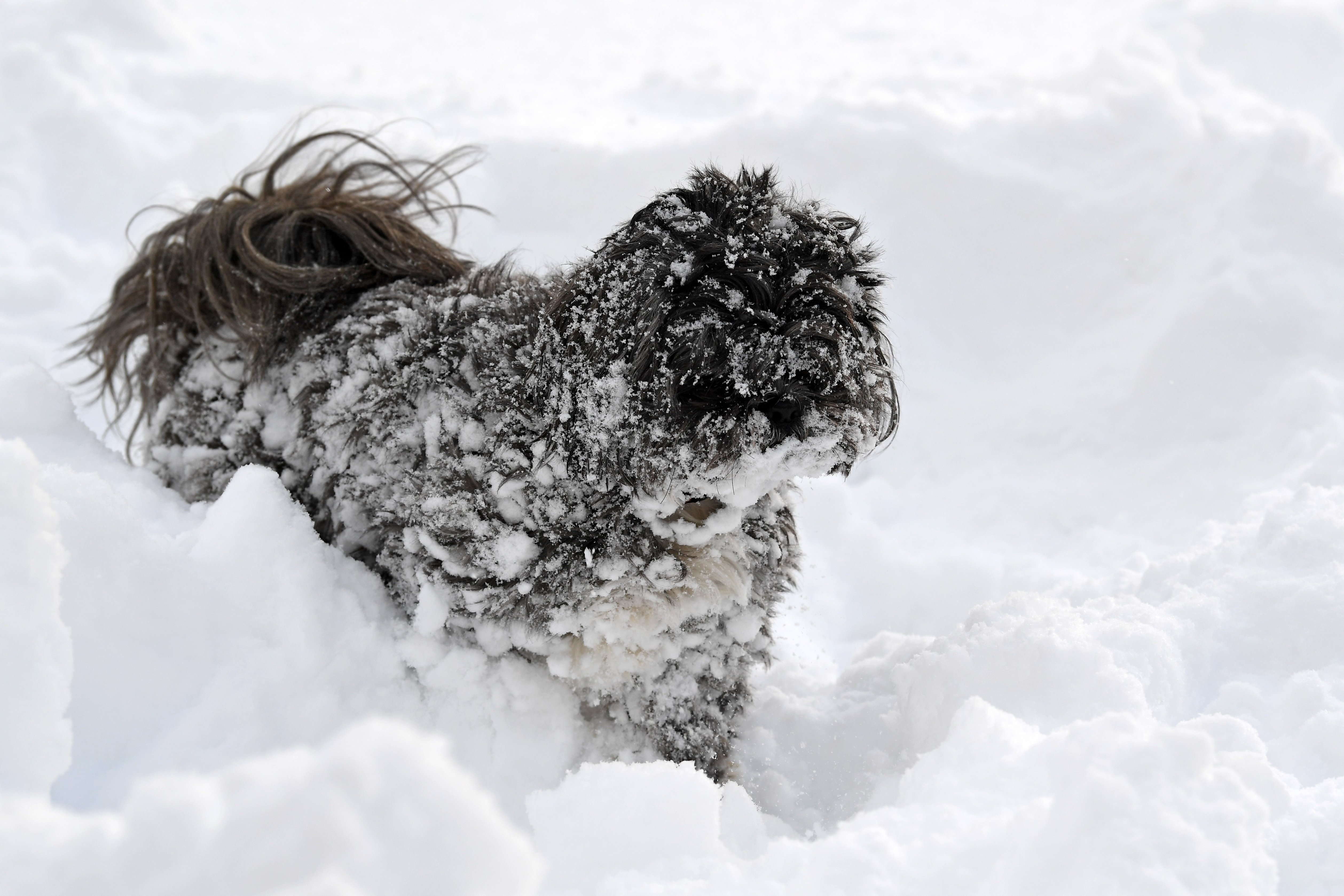 Woman Lets Dog Outside in Snow—Can’t Handle How She 'Nearly Lost' Him