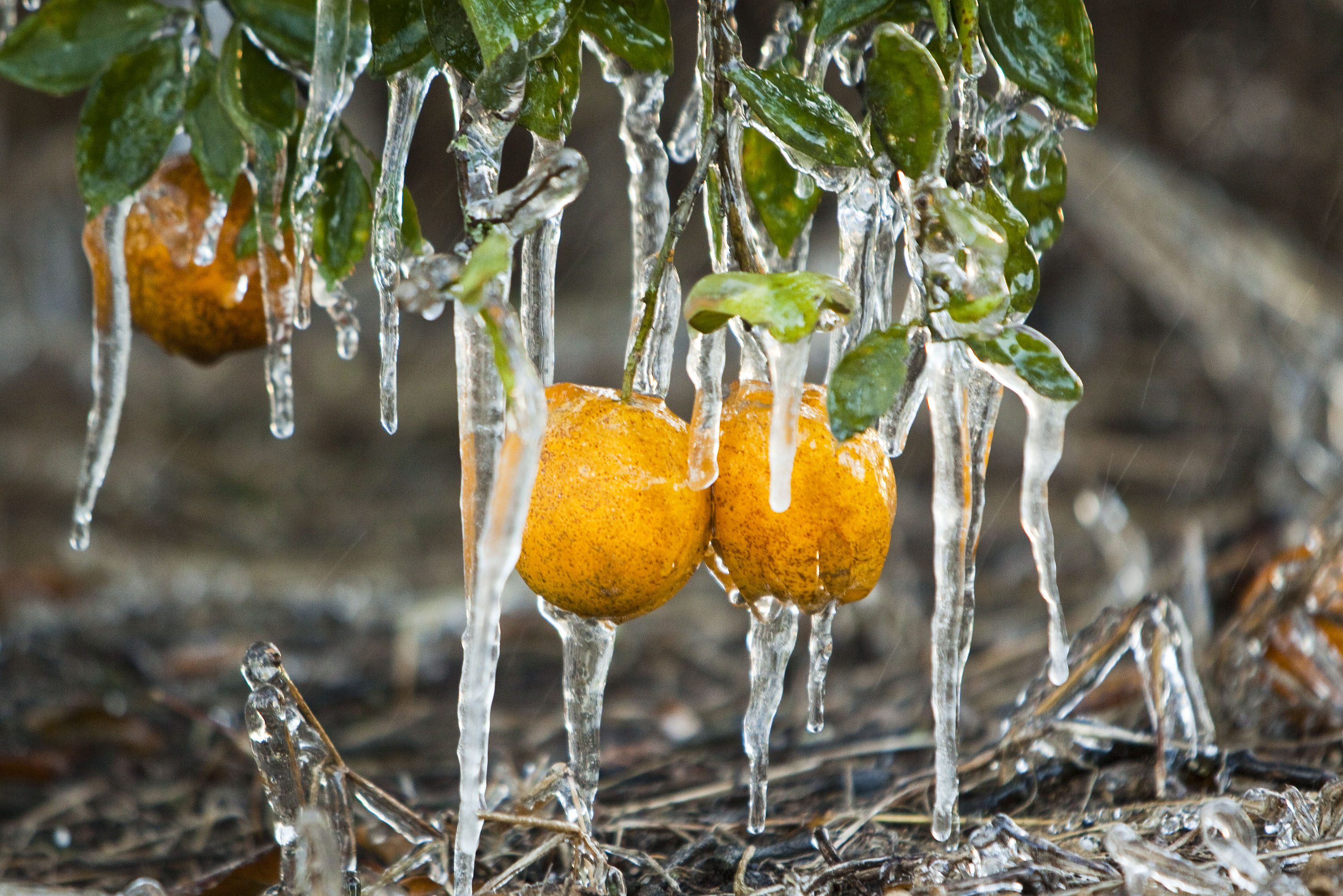 Map Shows Florida Cities Set To Freeze as Temperatures Plunge